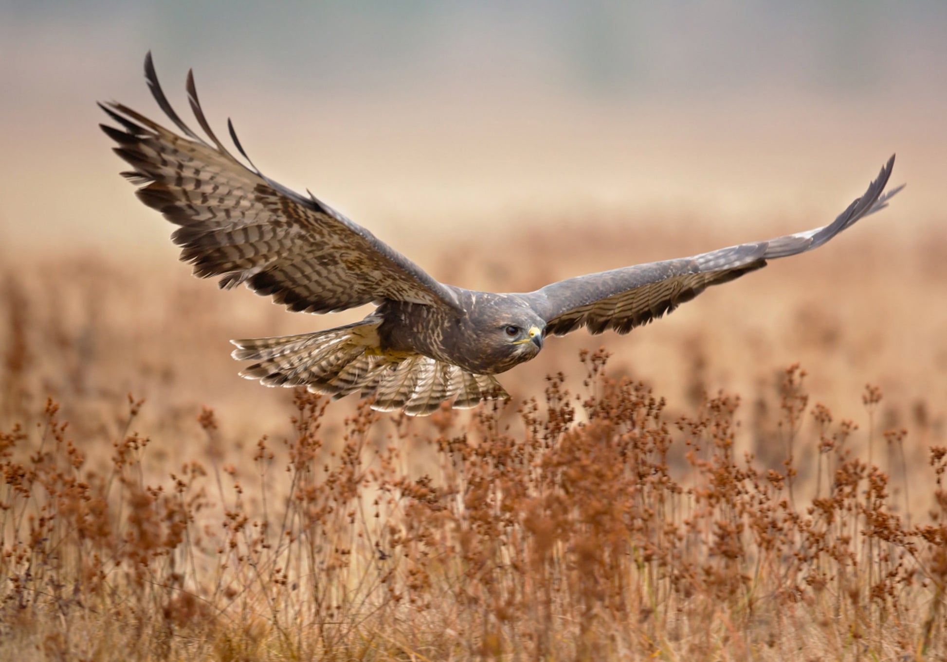 Majestic Hawk lennossa