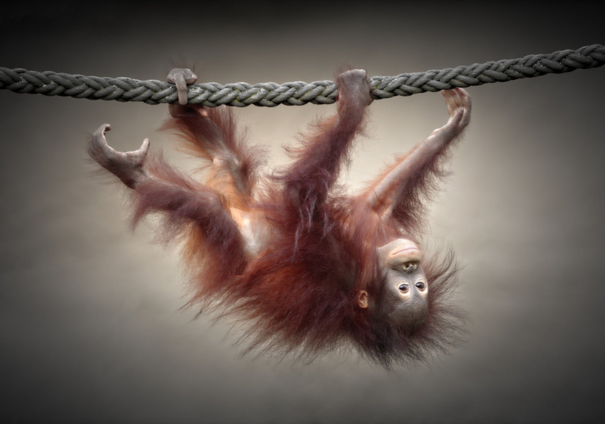 Leikkisä Baby Orangutan