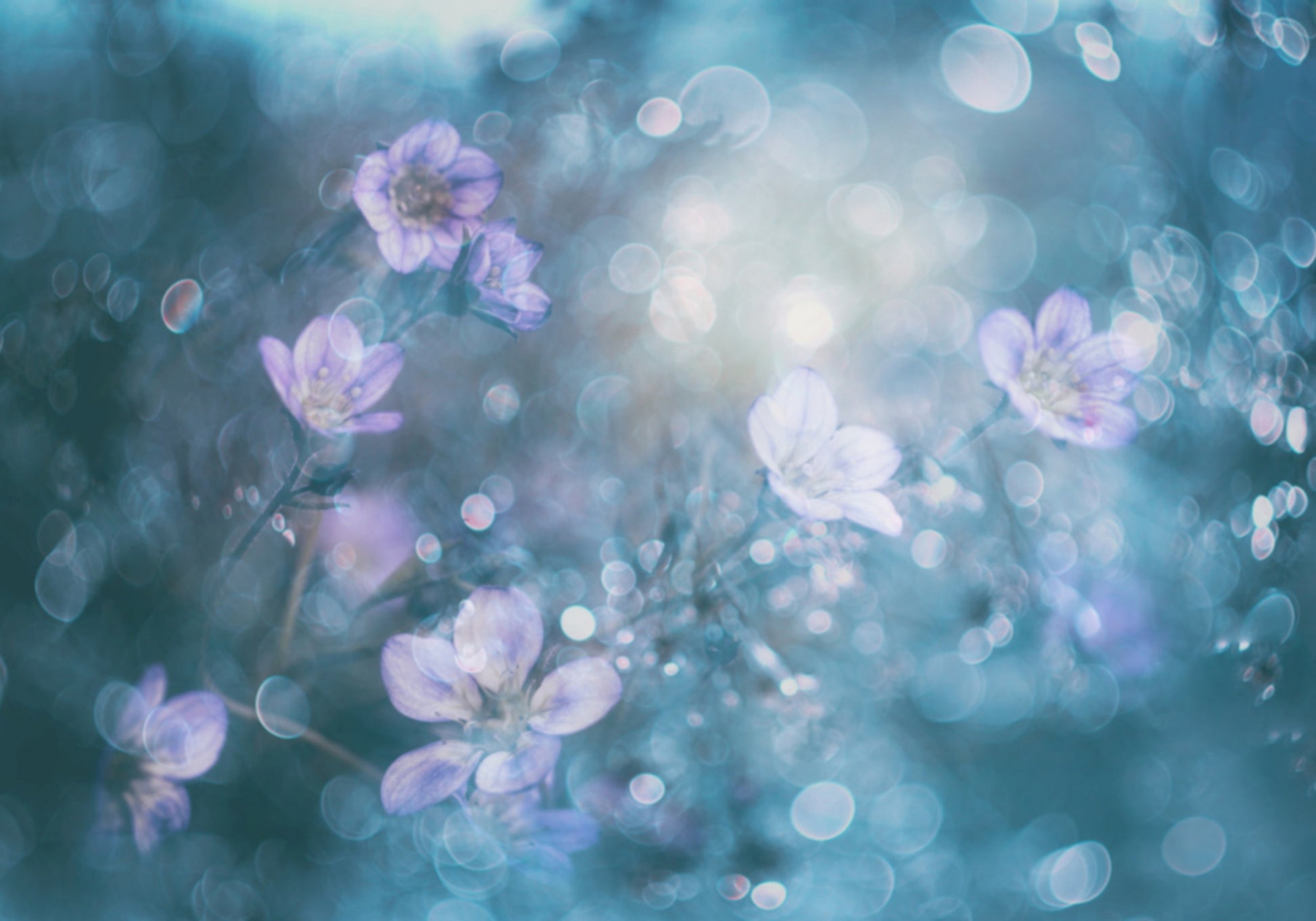 Unenomaiset Bokeh-kukat