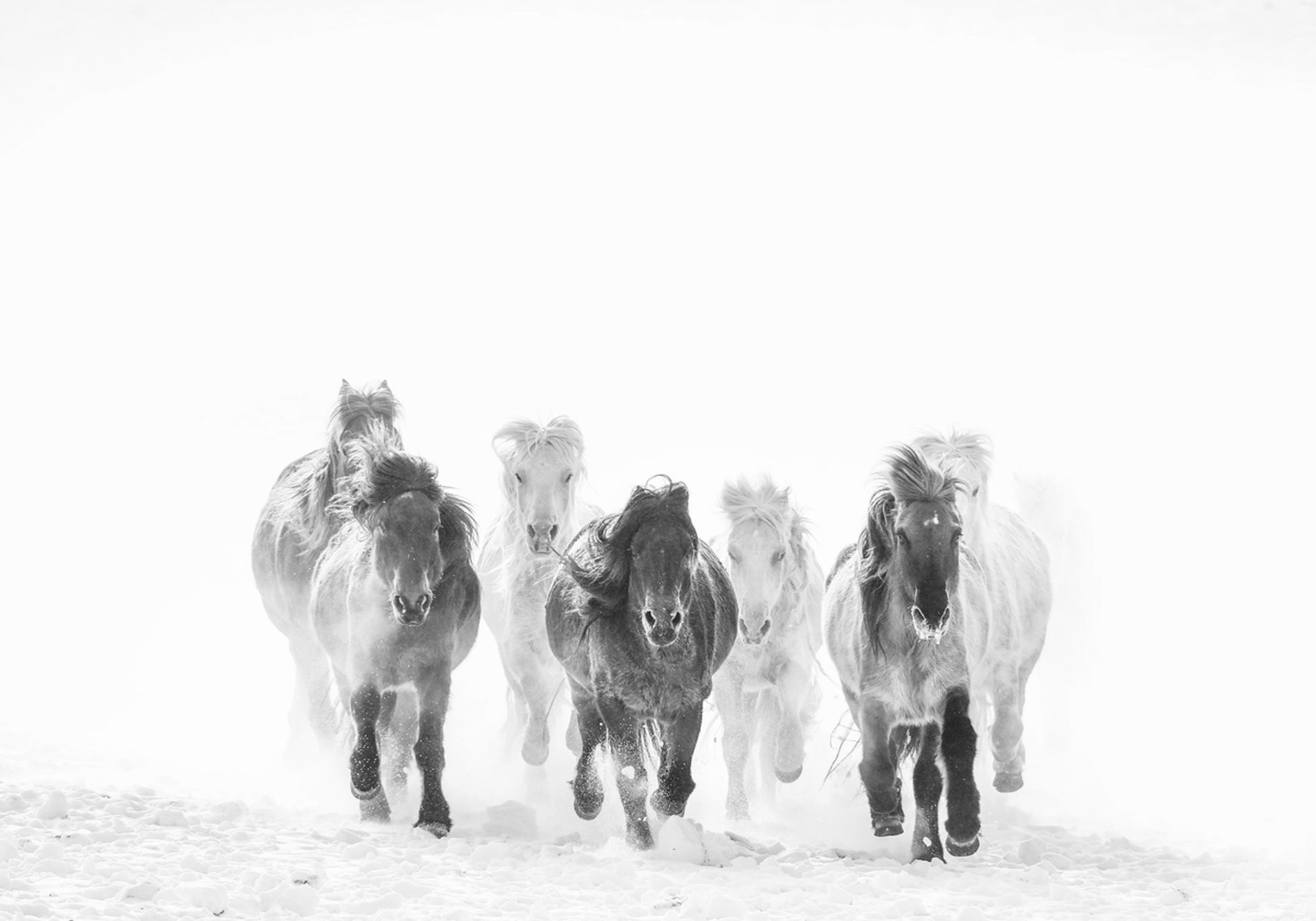 Majestic Horses -talvi