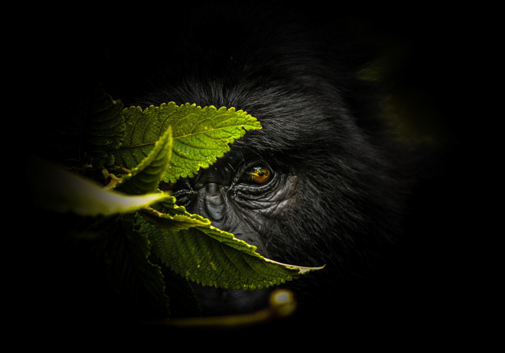 Mysterious Gorilla Gaze