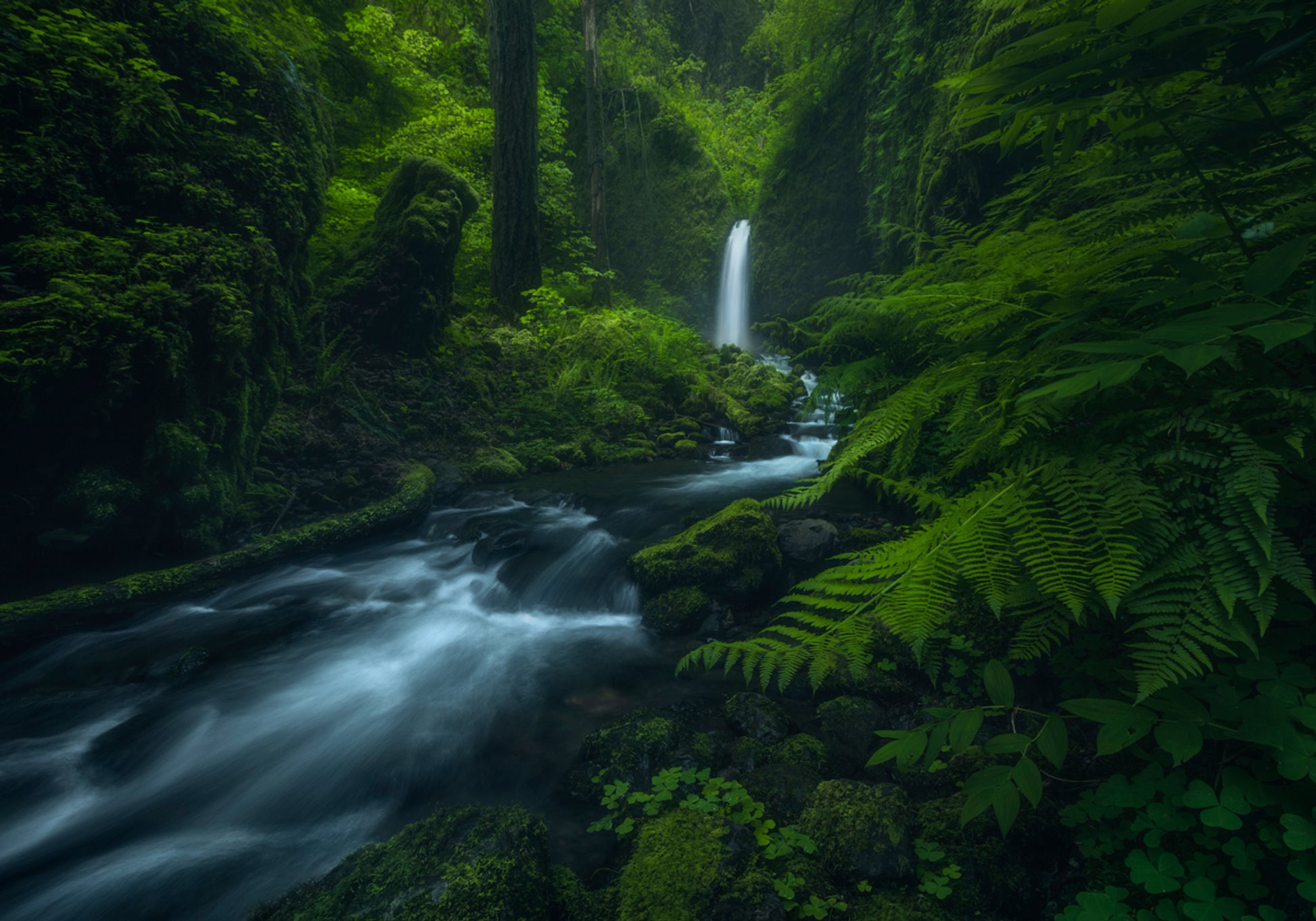 Virtaava Forest Falls