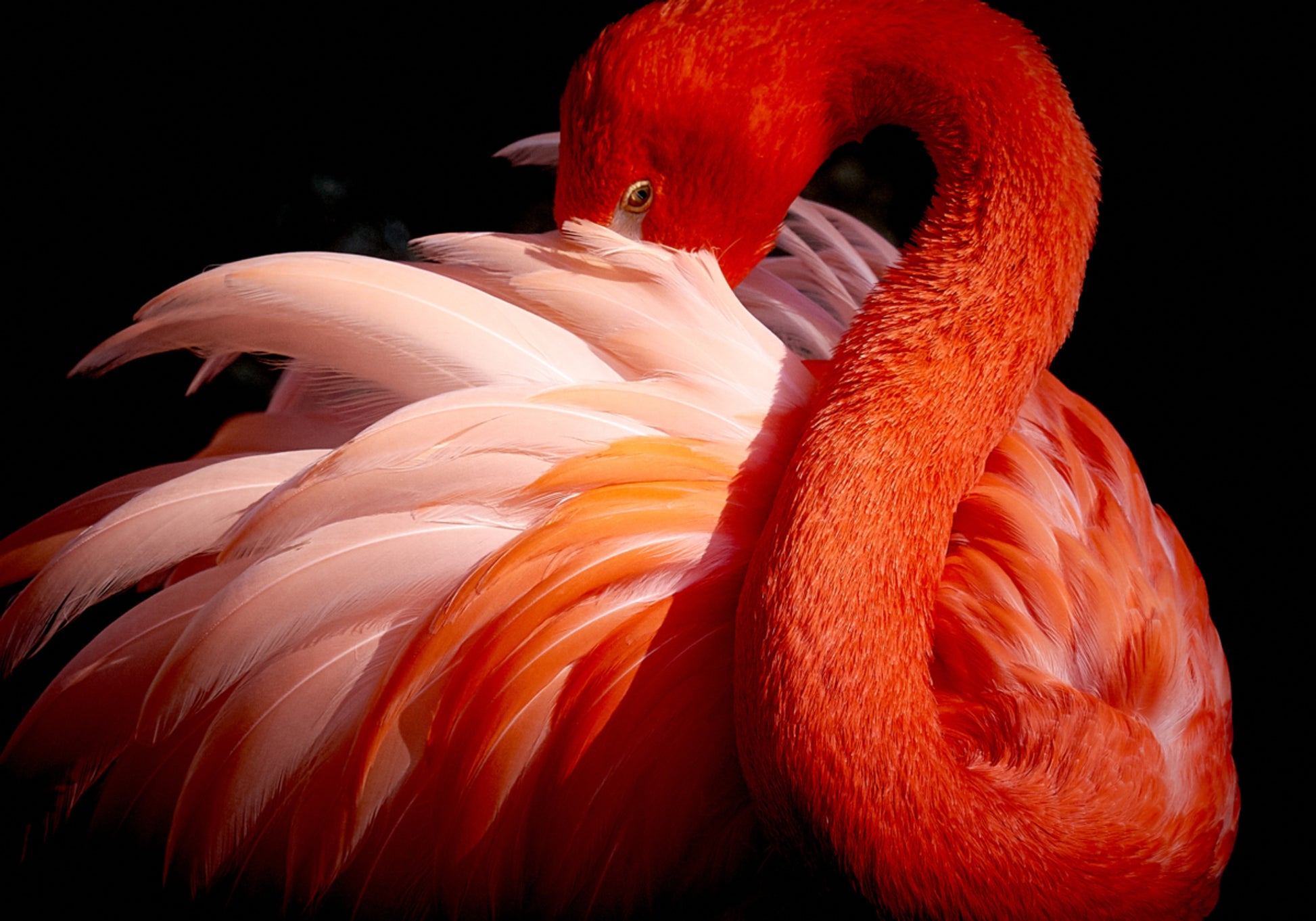 Tyylikäs vaaleanpunainen flamingo