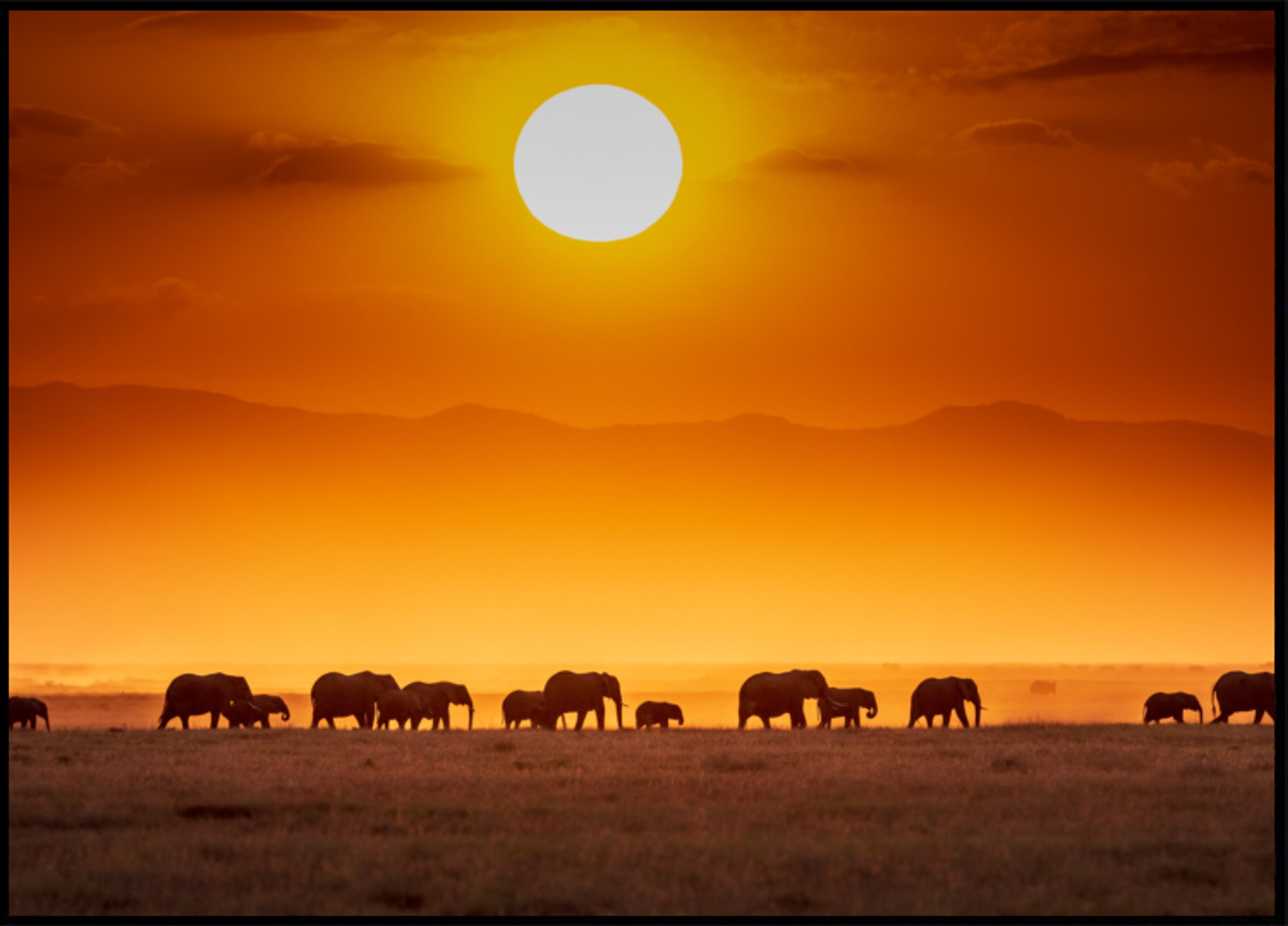 Afrikan auringonlaskun norsut