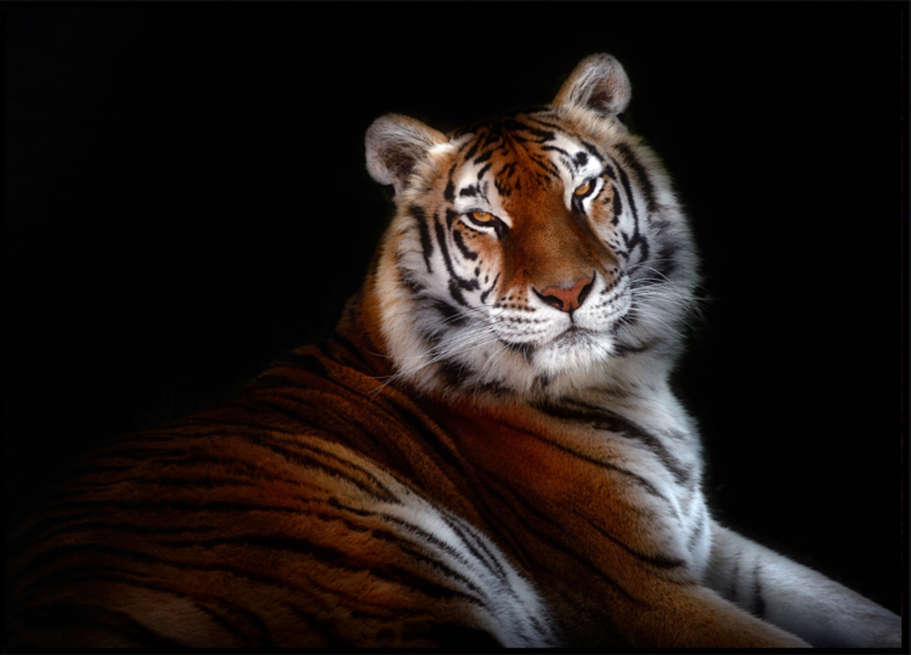 Majestic Tiger Gaze