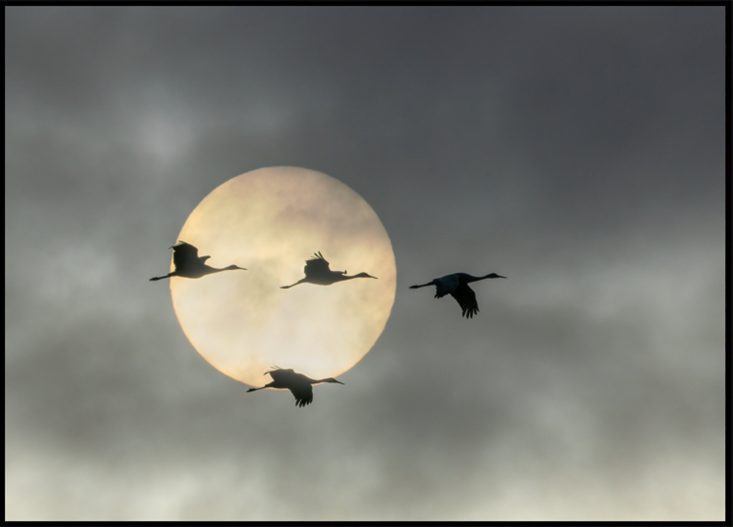 Flying Cranes Sun