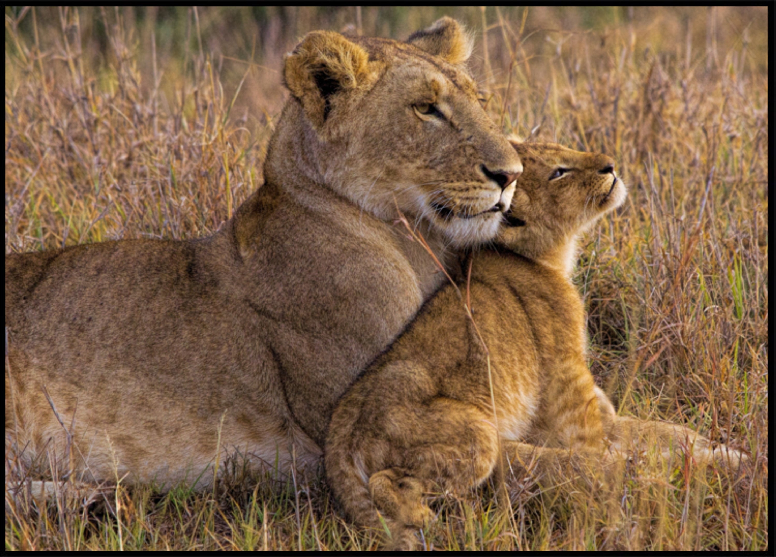 Hellä Lioness Cub