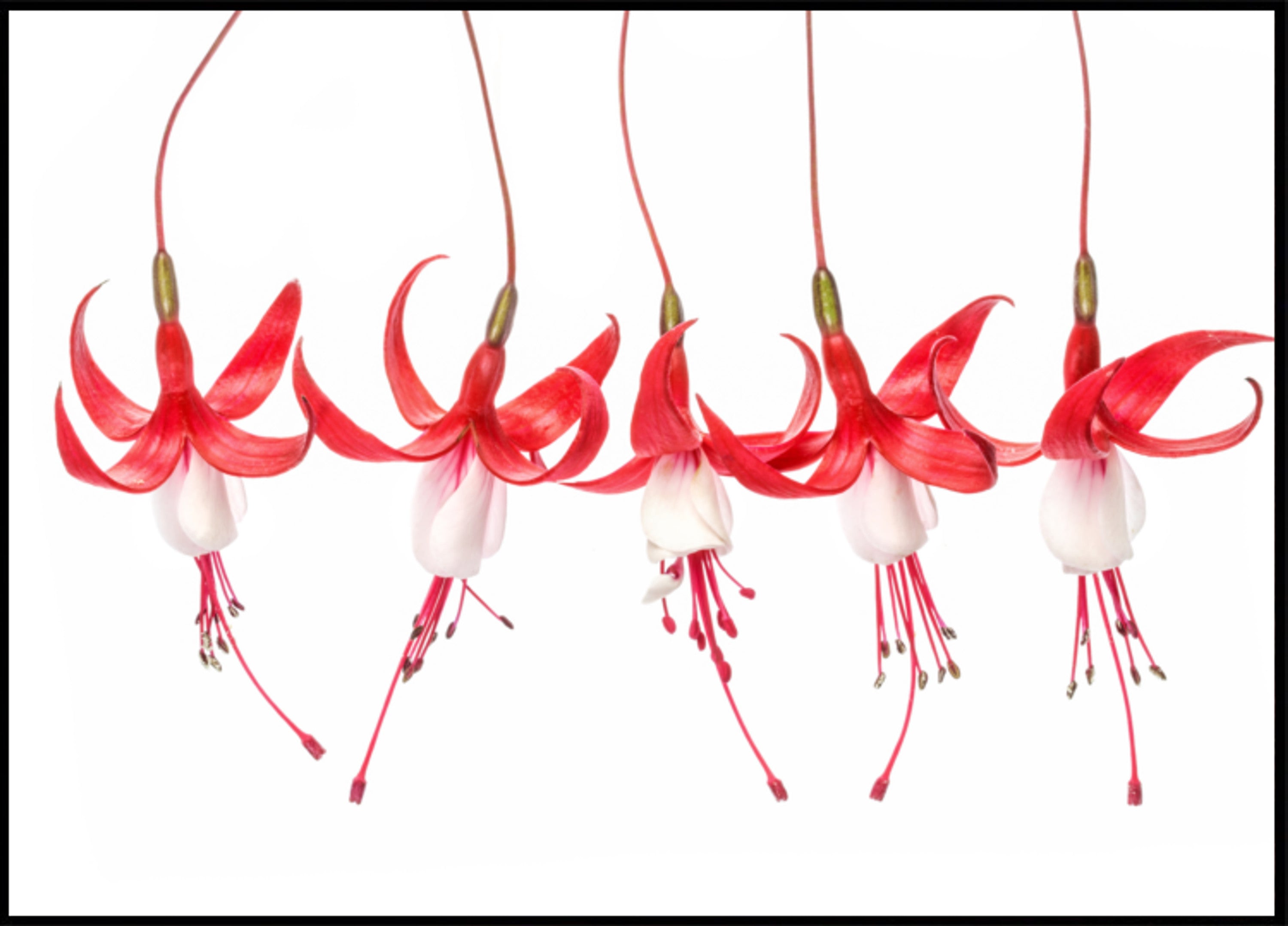 fuksia