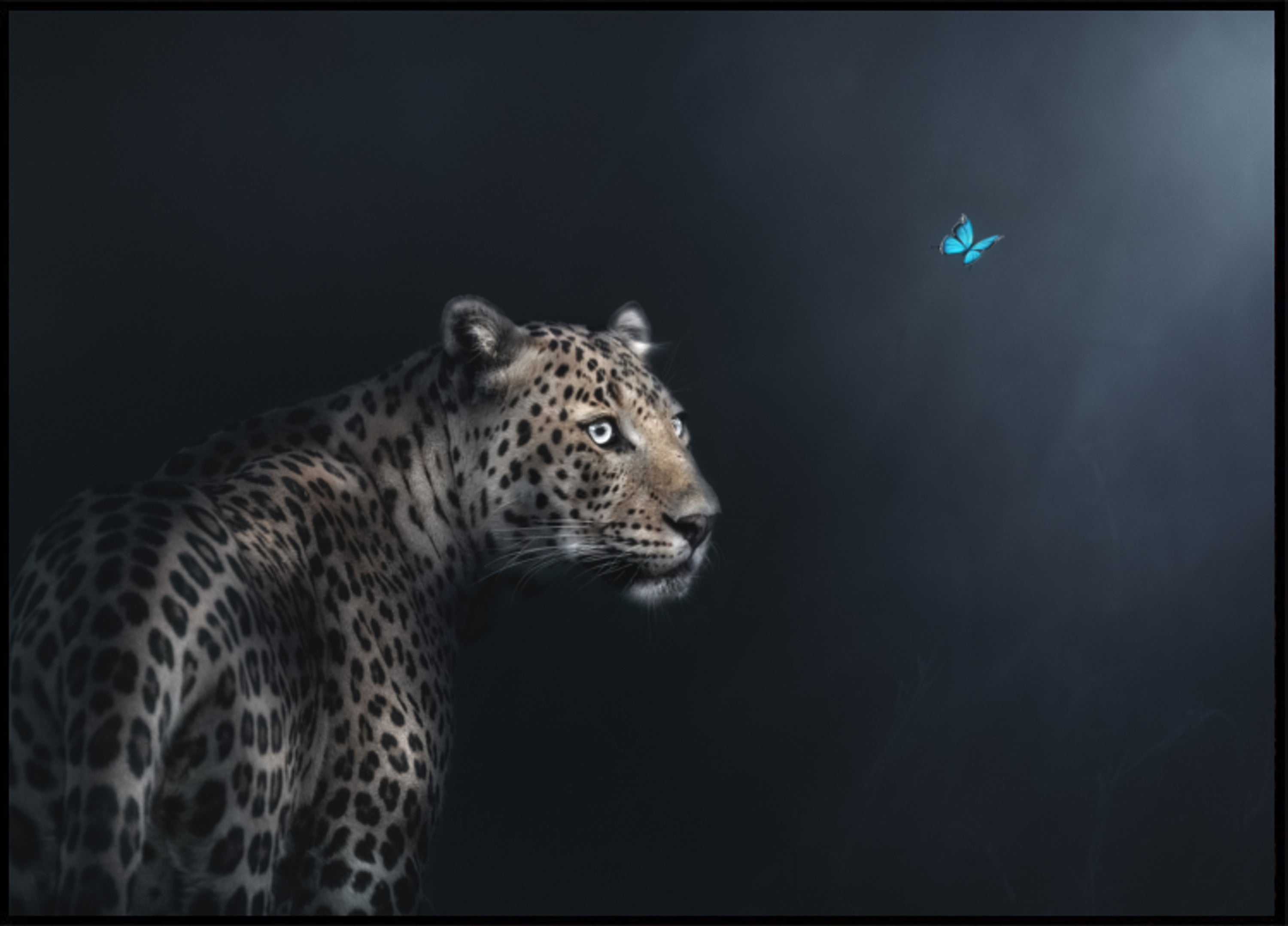 Leopard Butterfly sideharso