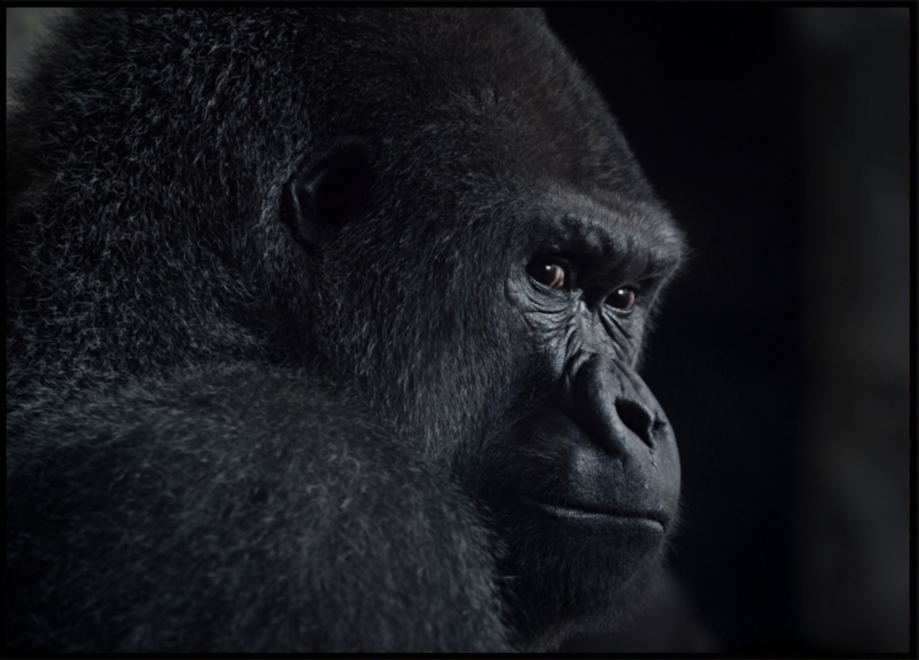 Mietteliäs Gorilla-profiili