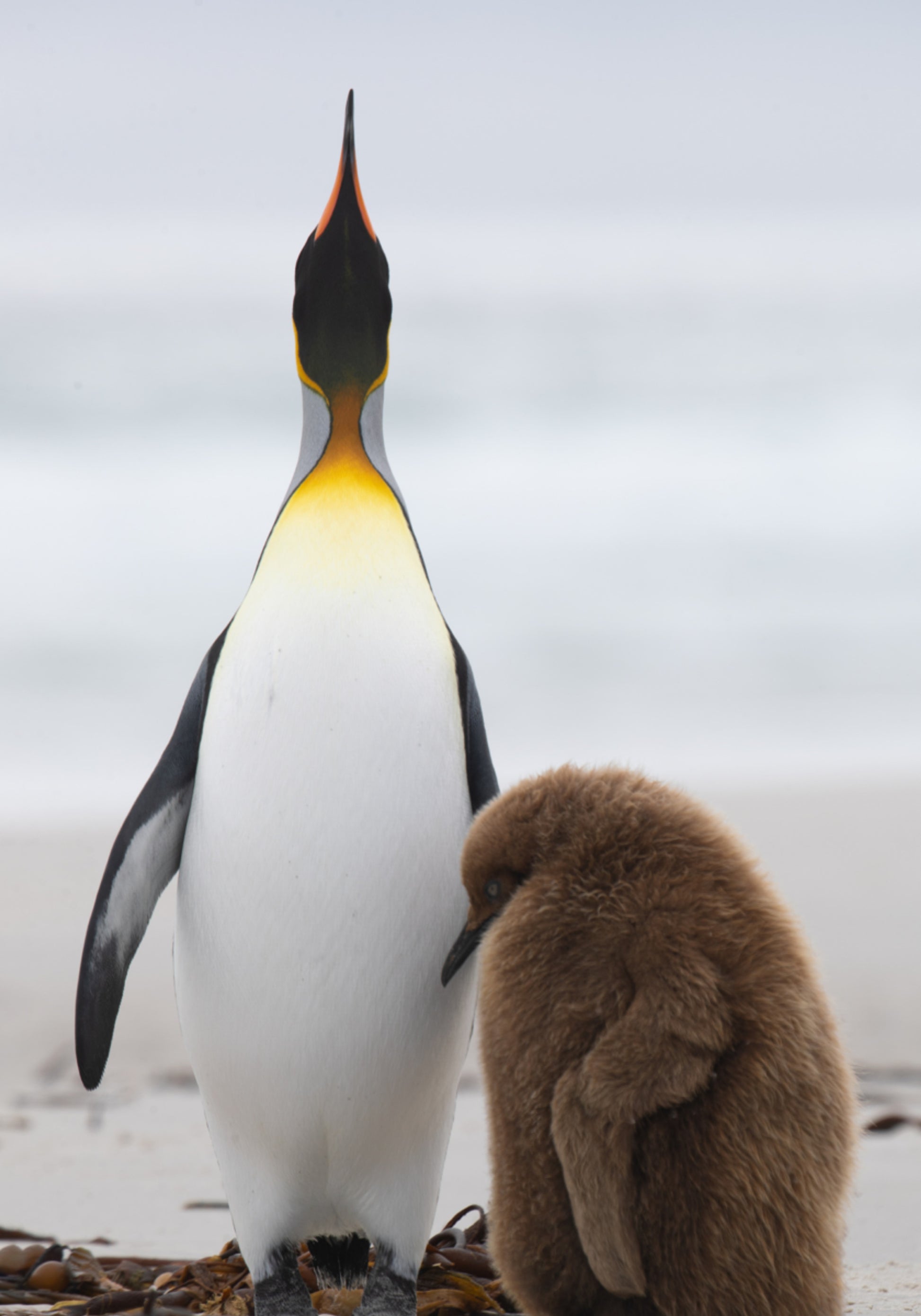 Pingviiniperhe rannalla