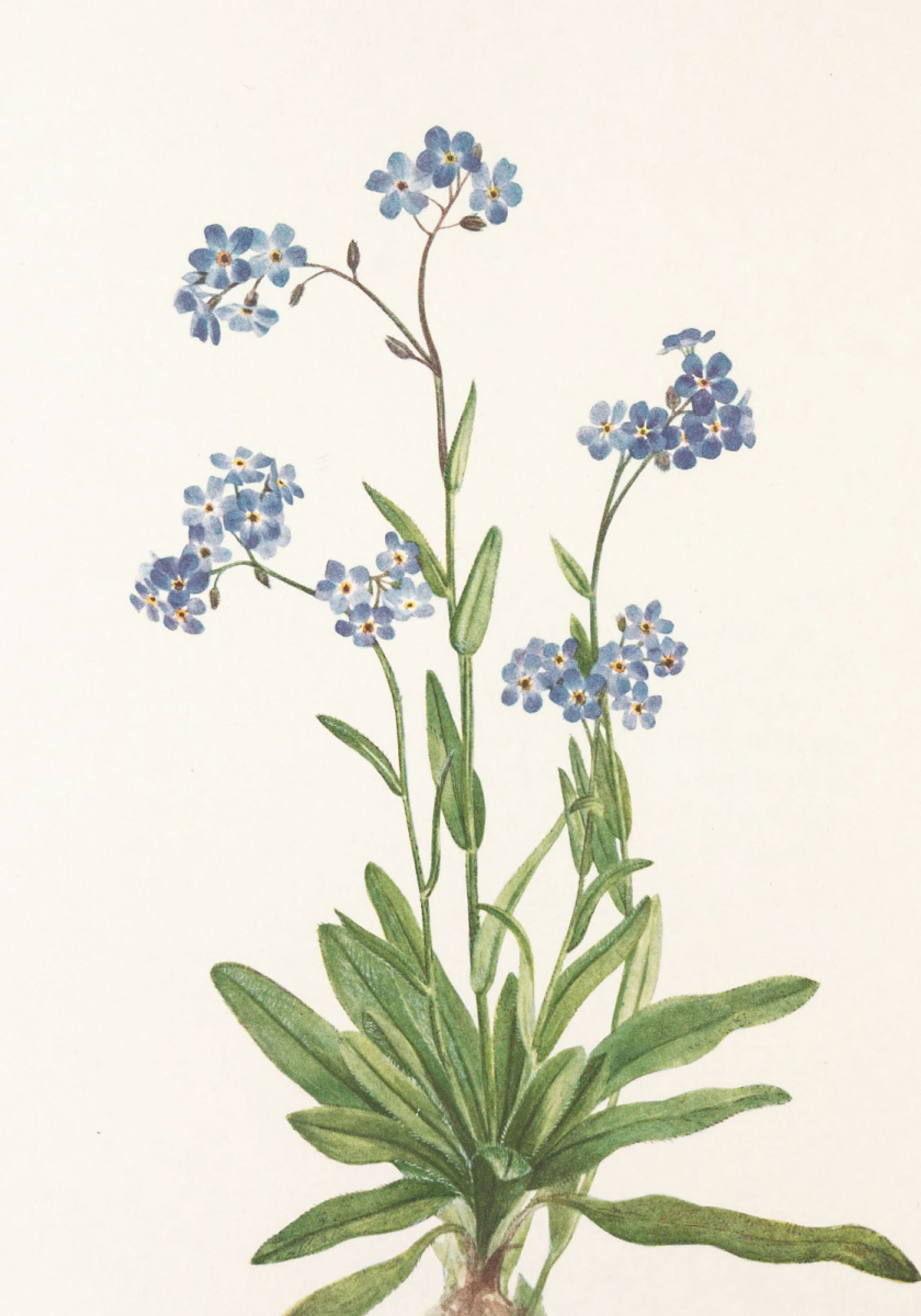 Alpine Forget Me Not From North American Wildflowers (1925), kirjoittanut Mary Vaux Walcott