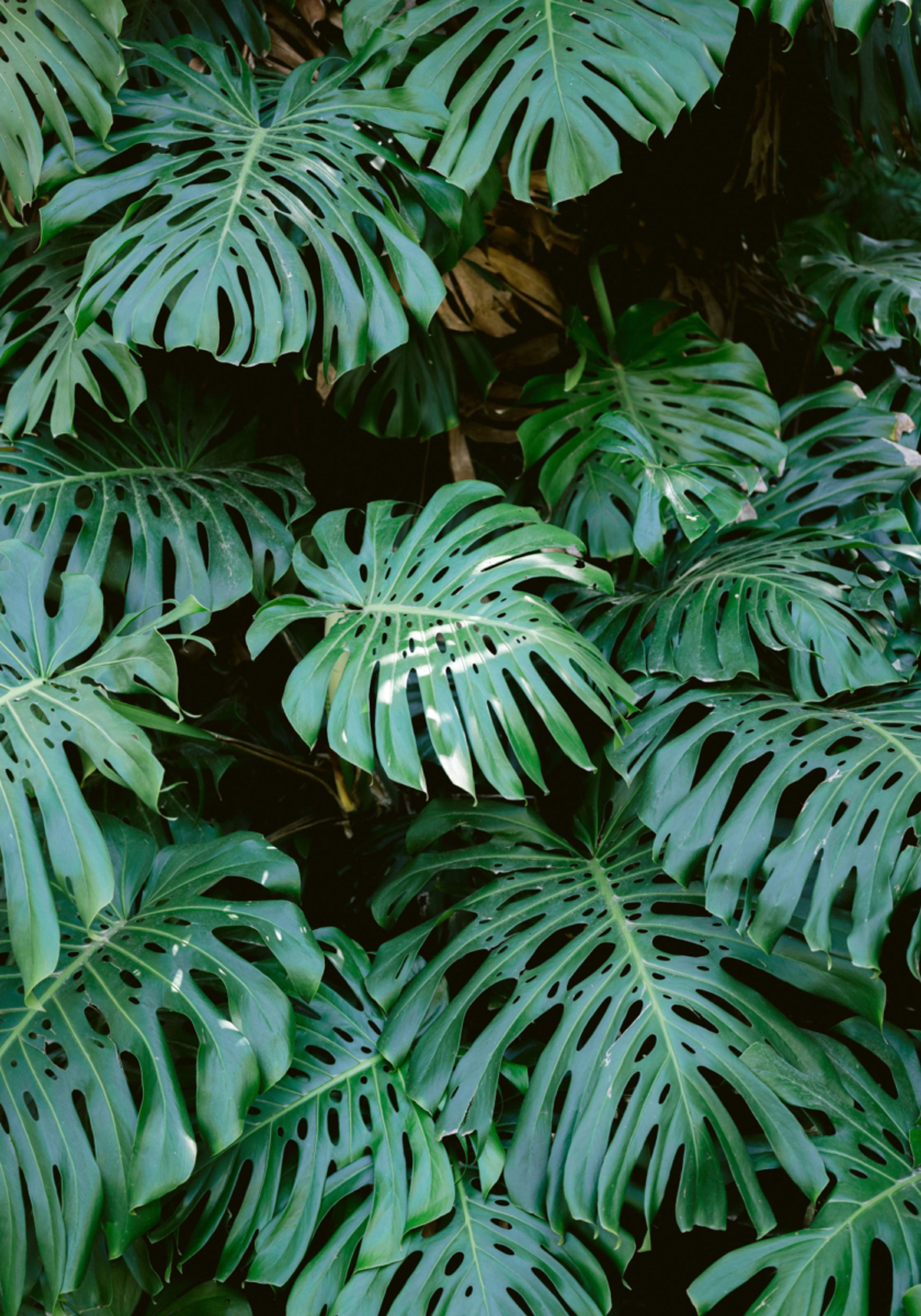 Monsteran muuri Lissabonissa