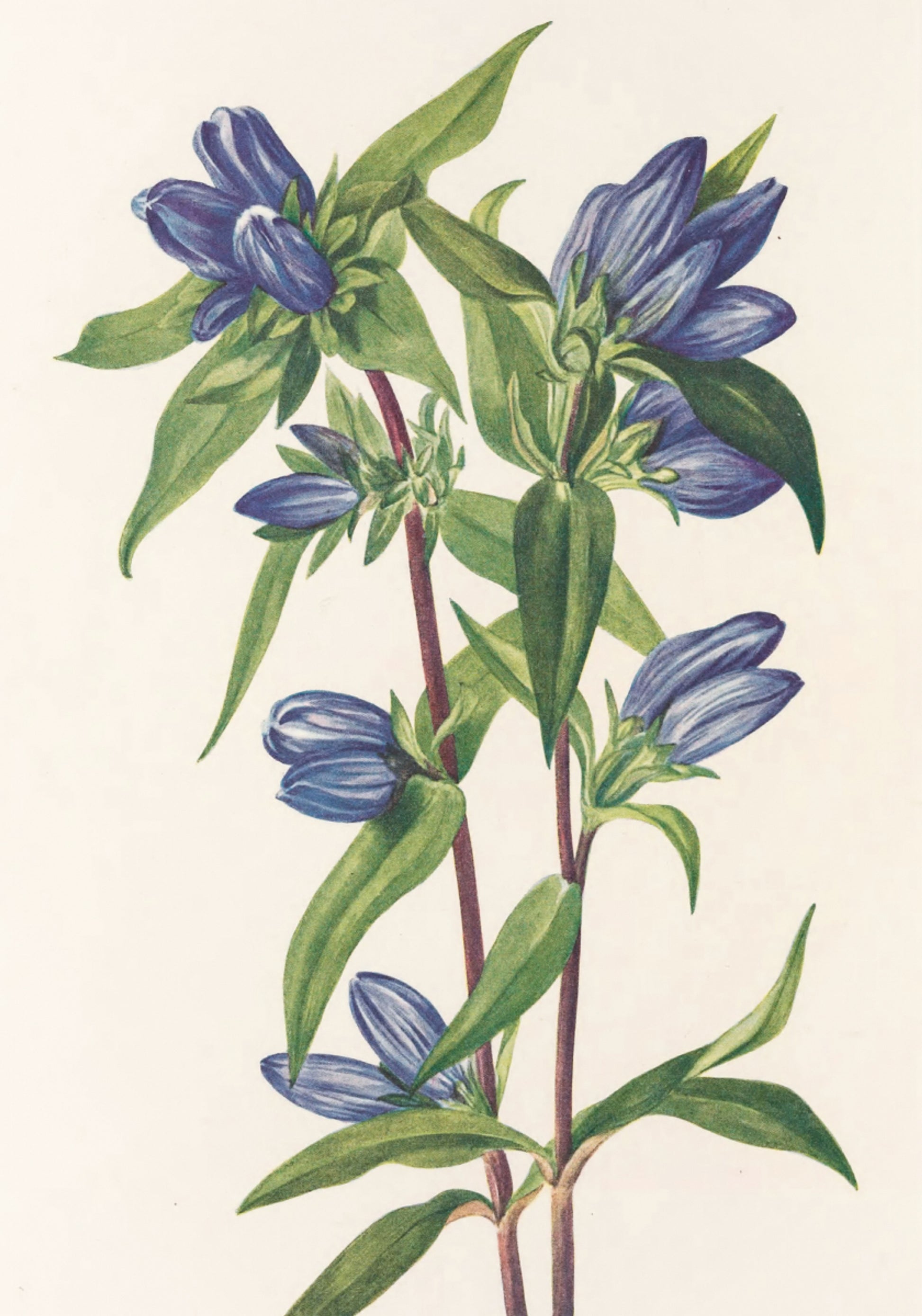 Pullo Gentian North American Wildflowersista (1925), kirjoittanut Mary Vaux Walcott