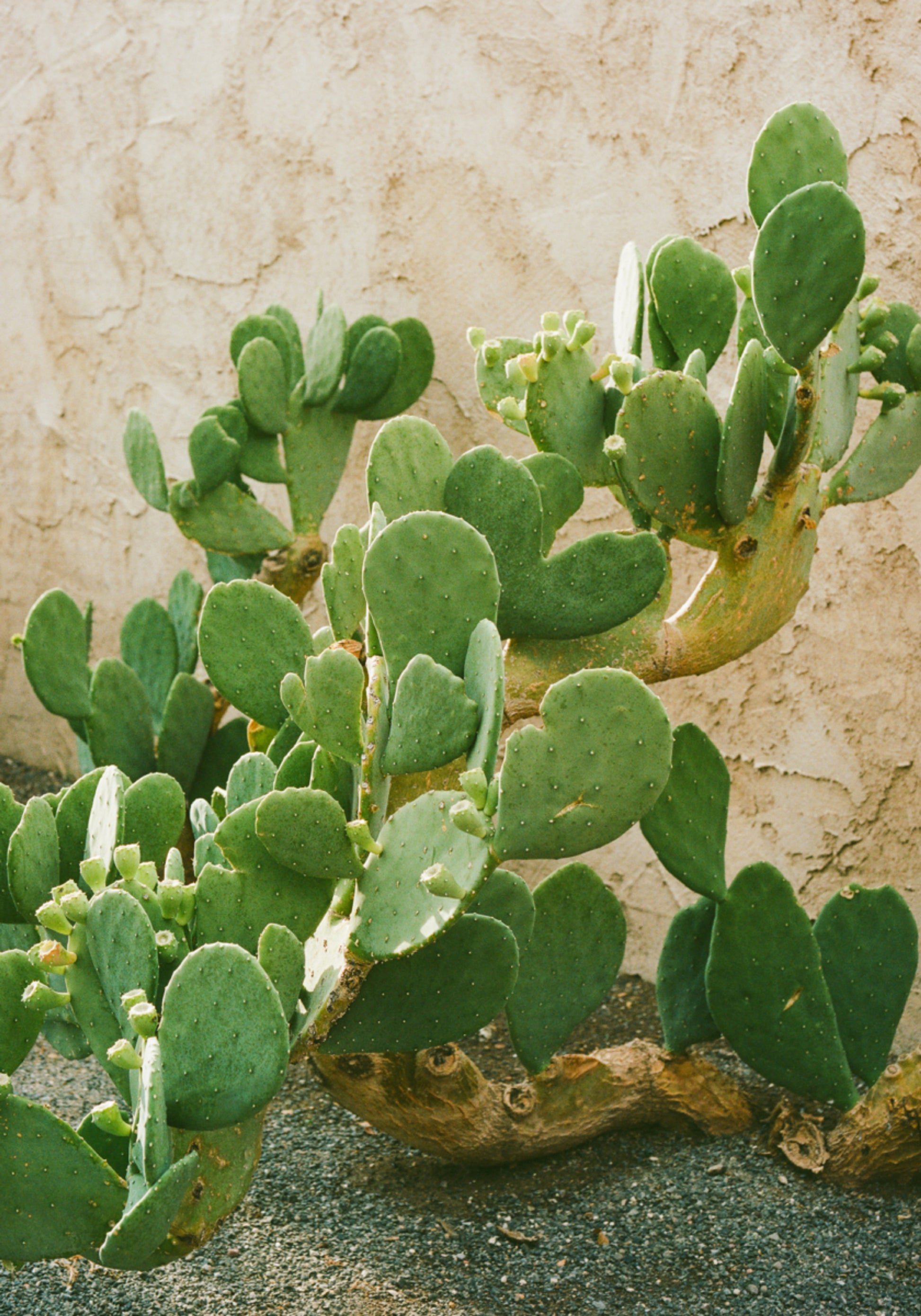 Vihreä prickly Pear Cactus