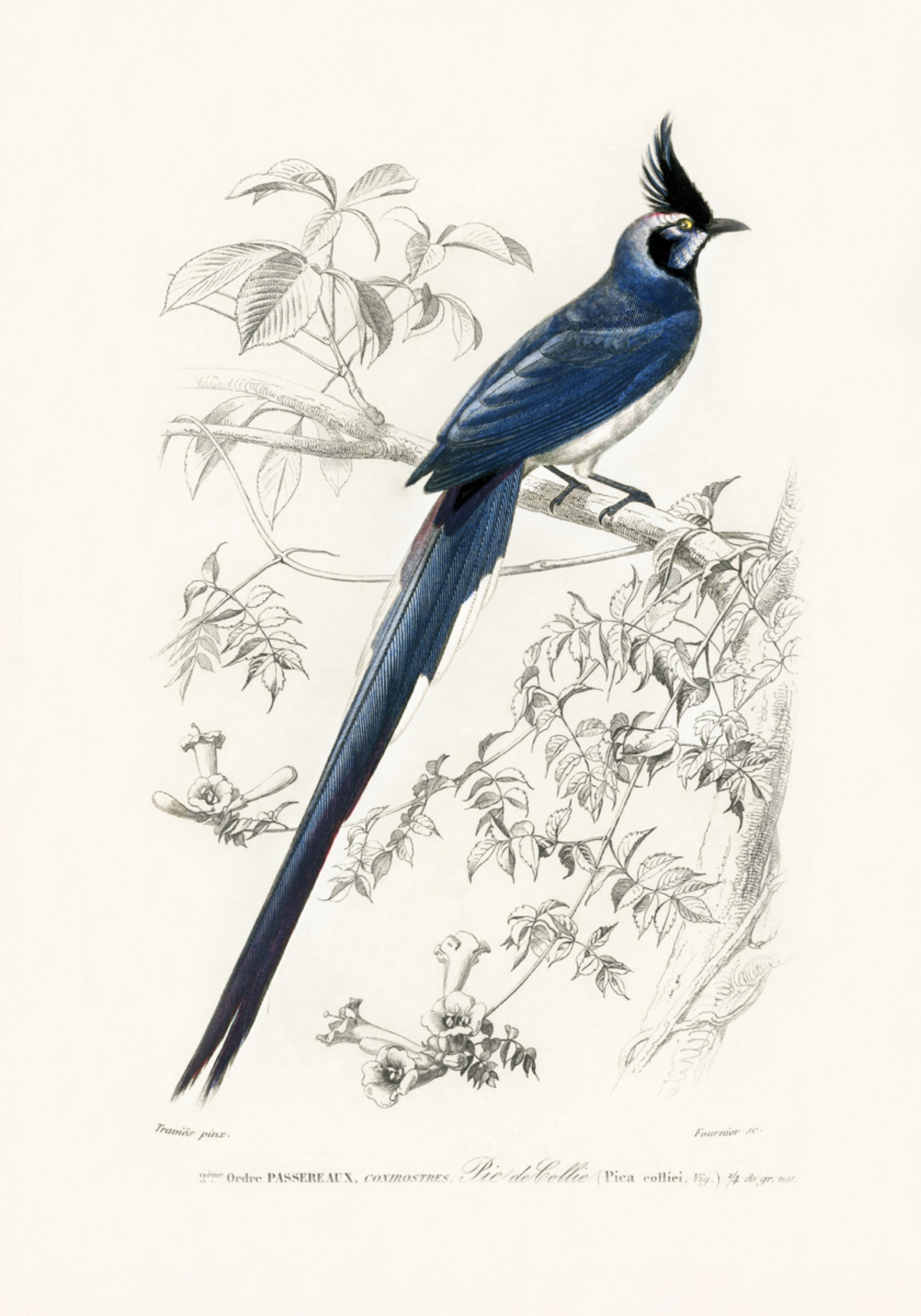 Mustakurkkuharakka Jay