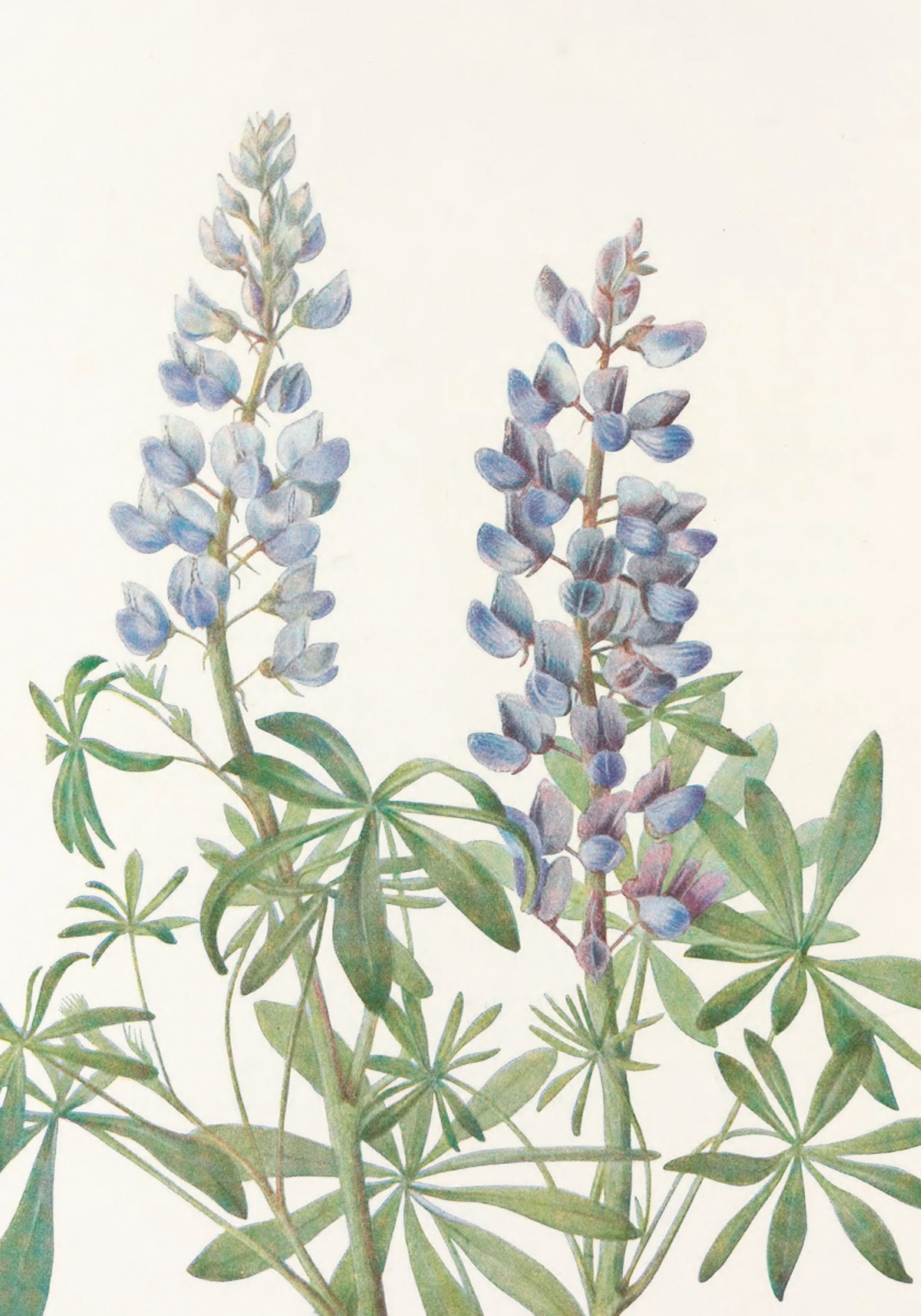 Aurinkokello Lupiini North American Wildflowersista (1925), kirjoittanut Mary Vaux Walcott