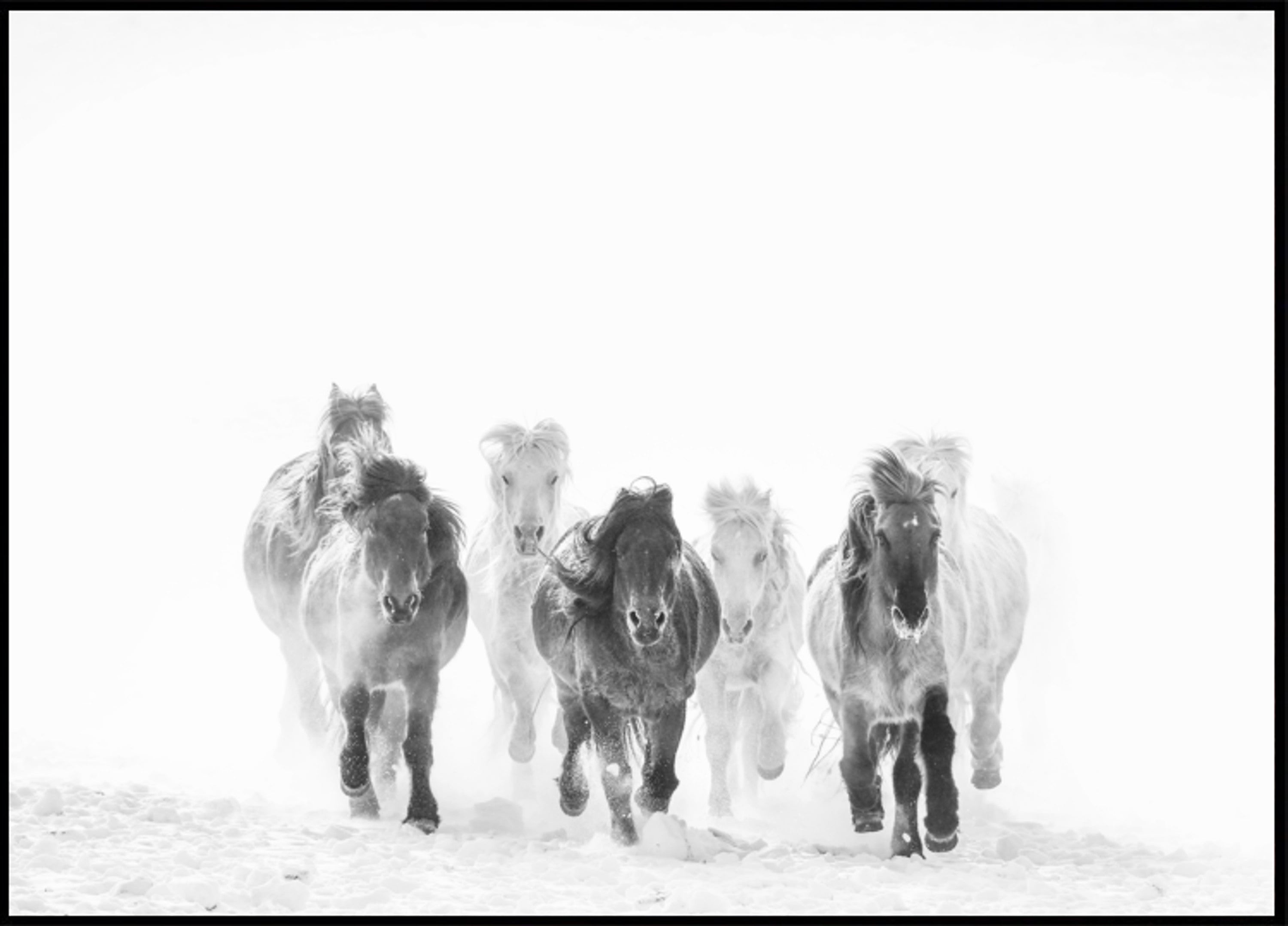 Majestic Horses -talvi