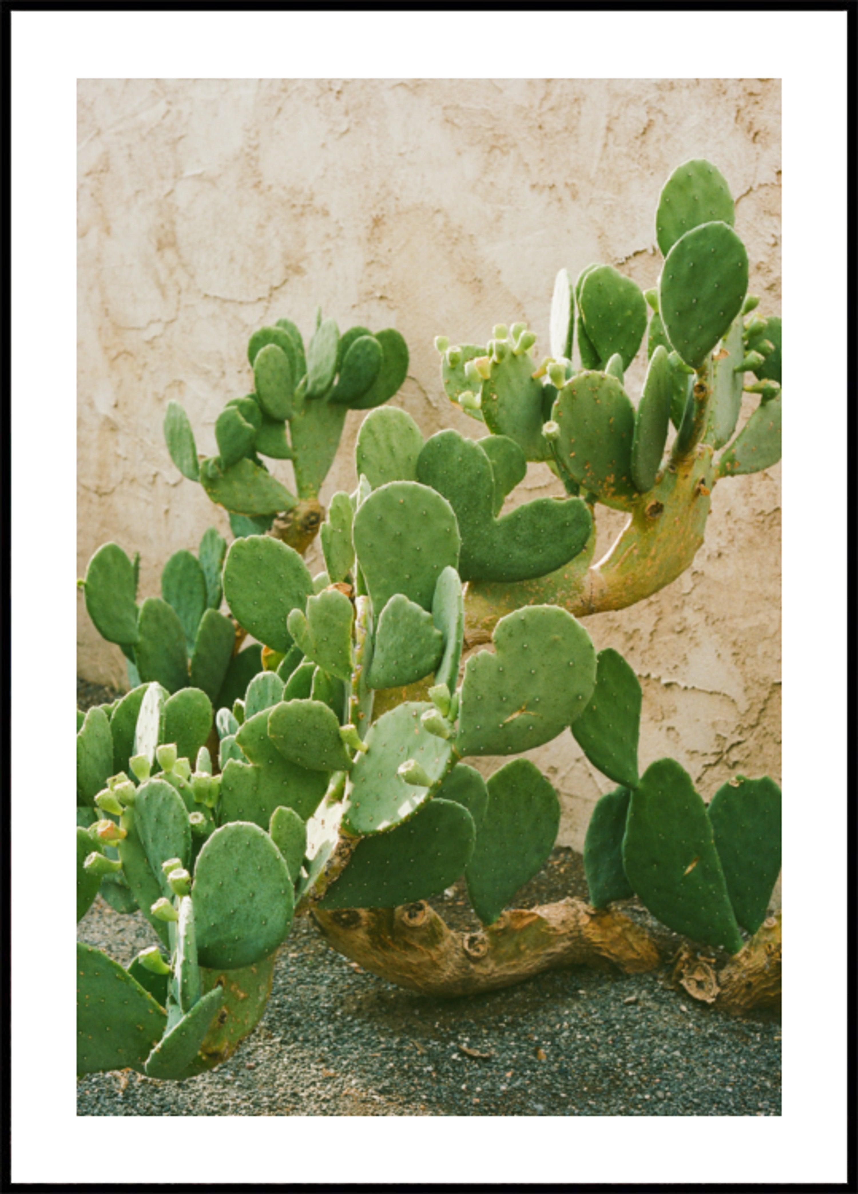 Vihreä prickly Pear Cactus