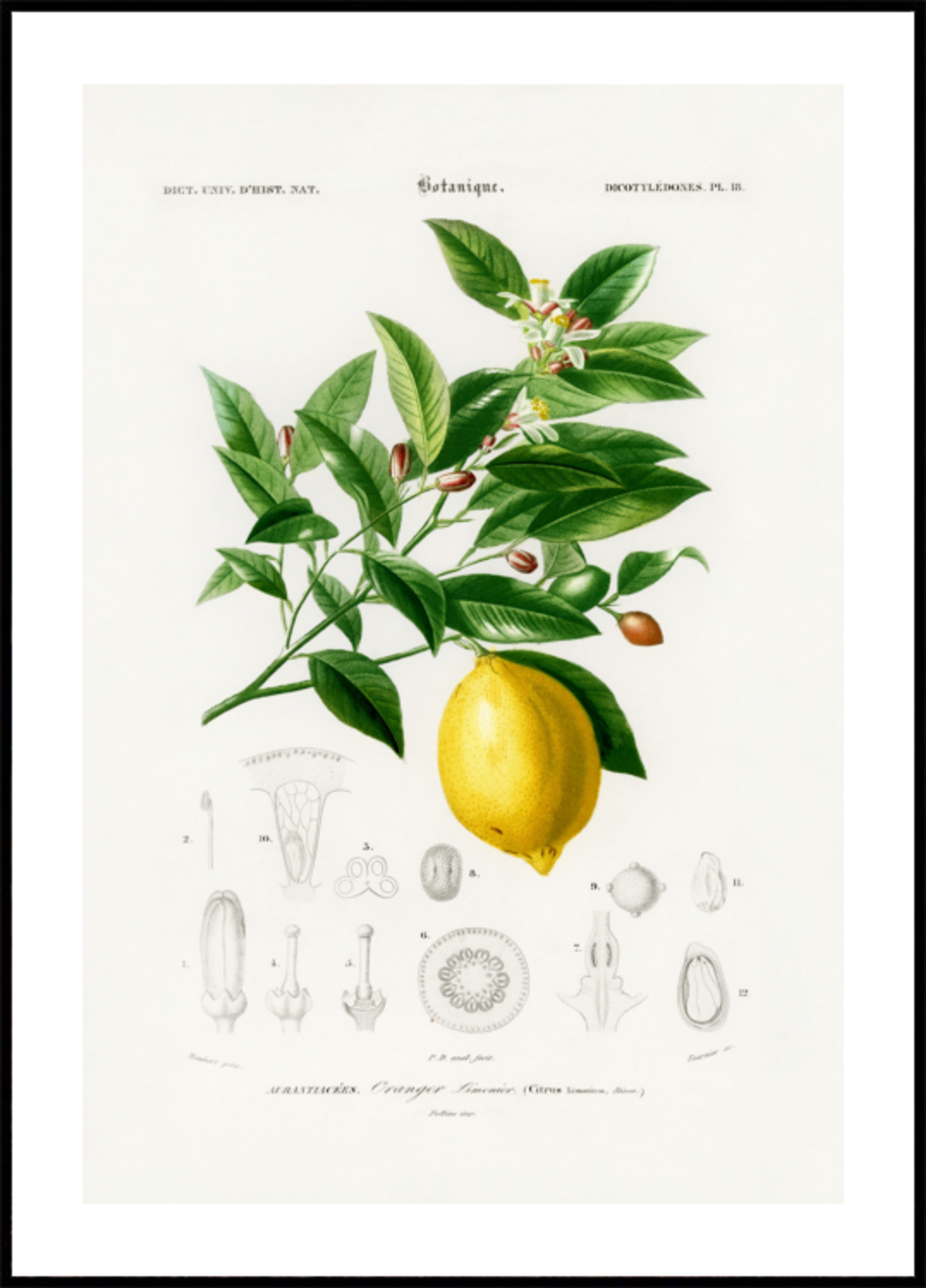 Sitruuna (citrus Limonium)