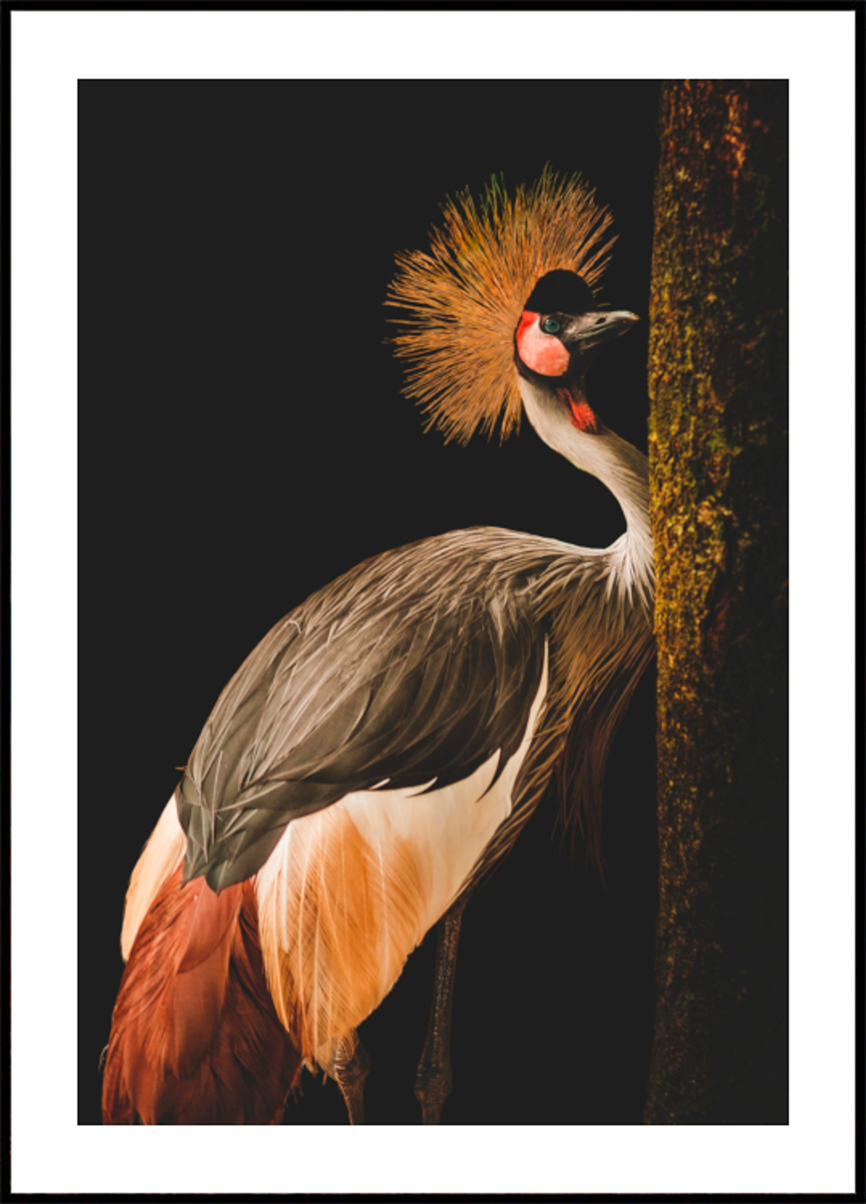 Regal Crown Crane