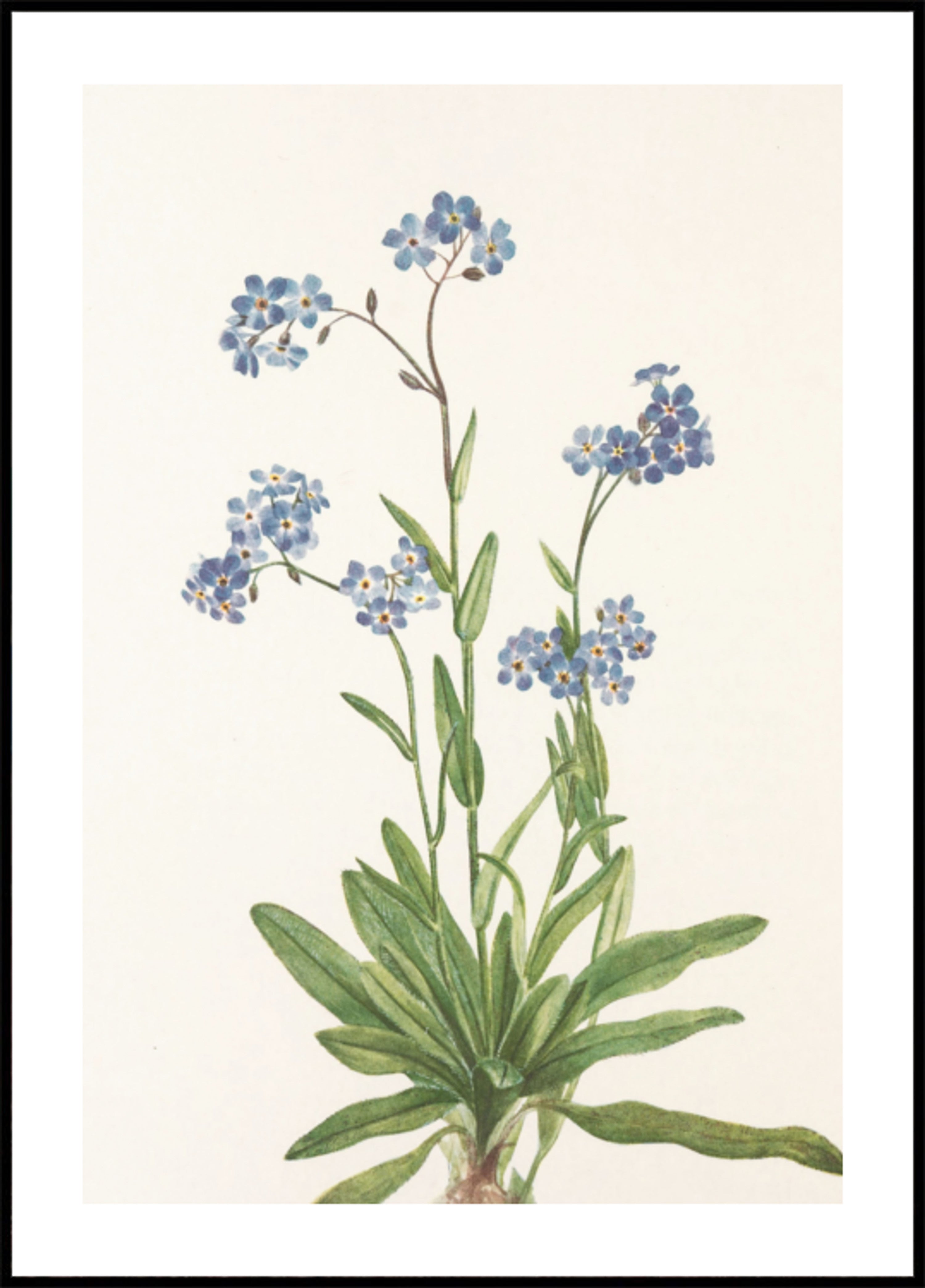 Alpine Forget Me Not From North American Wildflowers (1925), kirjoittanut Mary Vaux Walcott