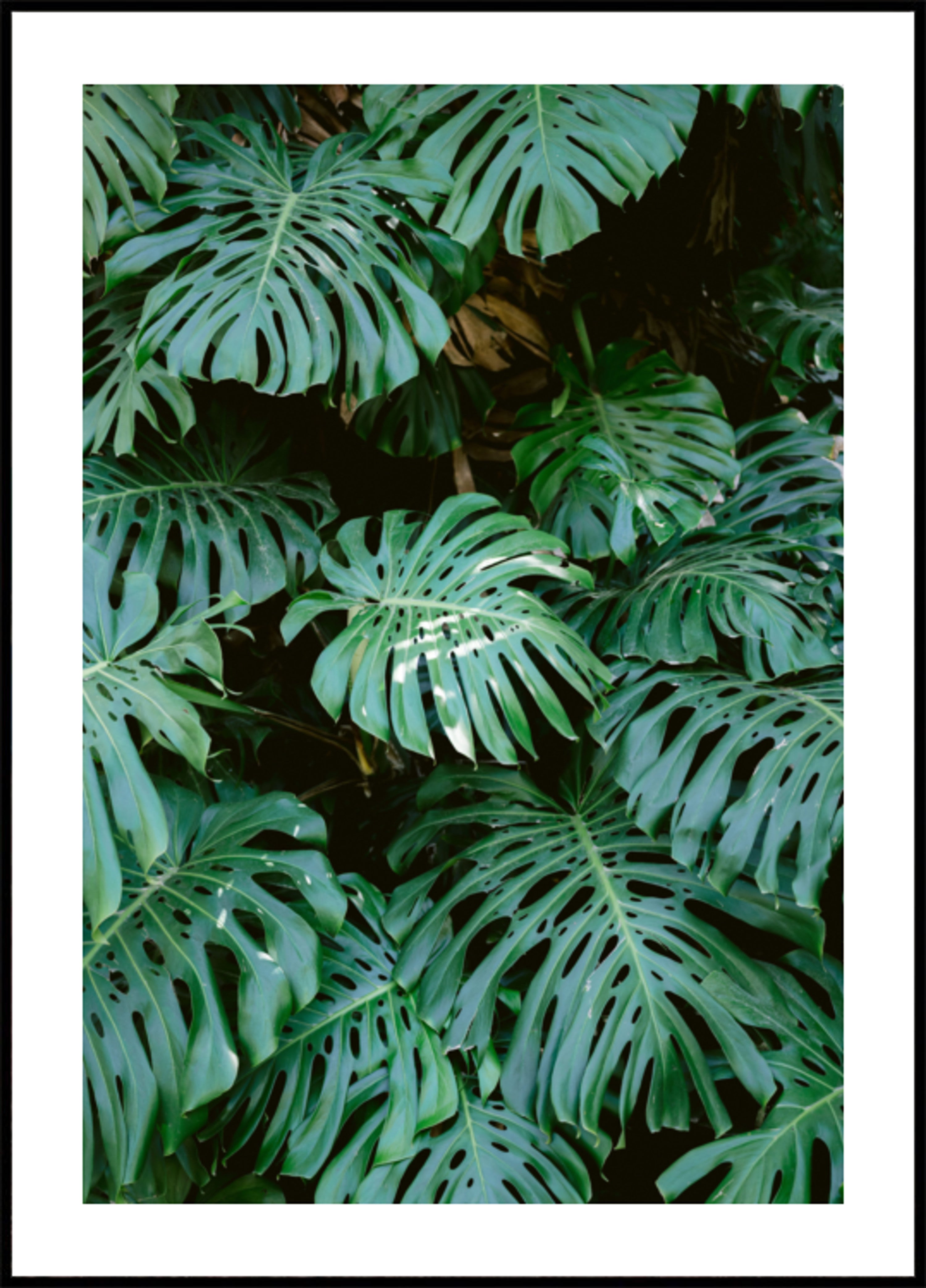 Monsteran muuri Lissabonissa