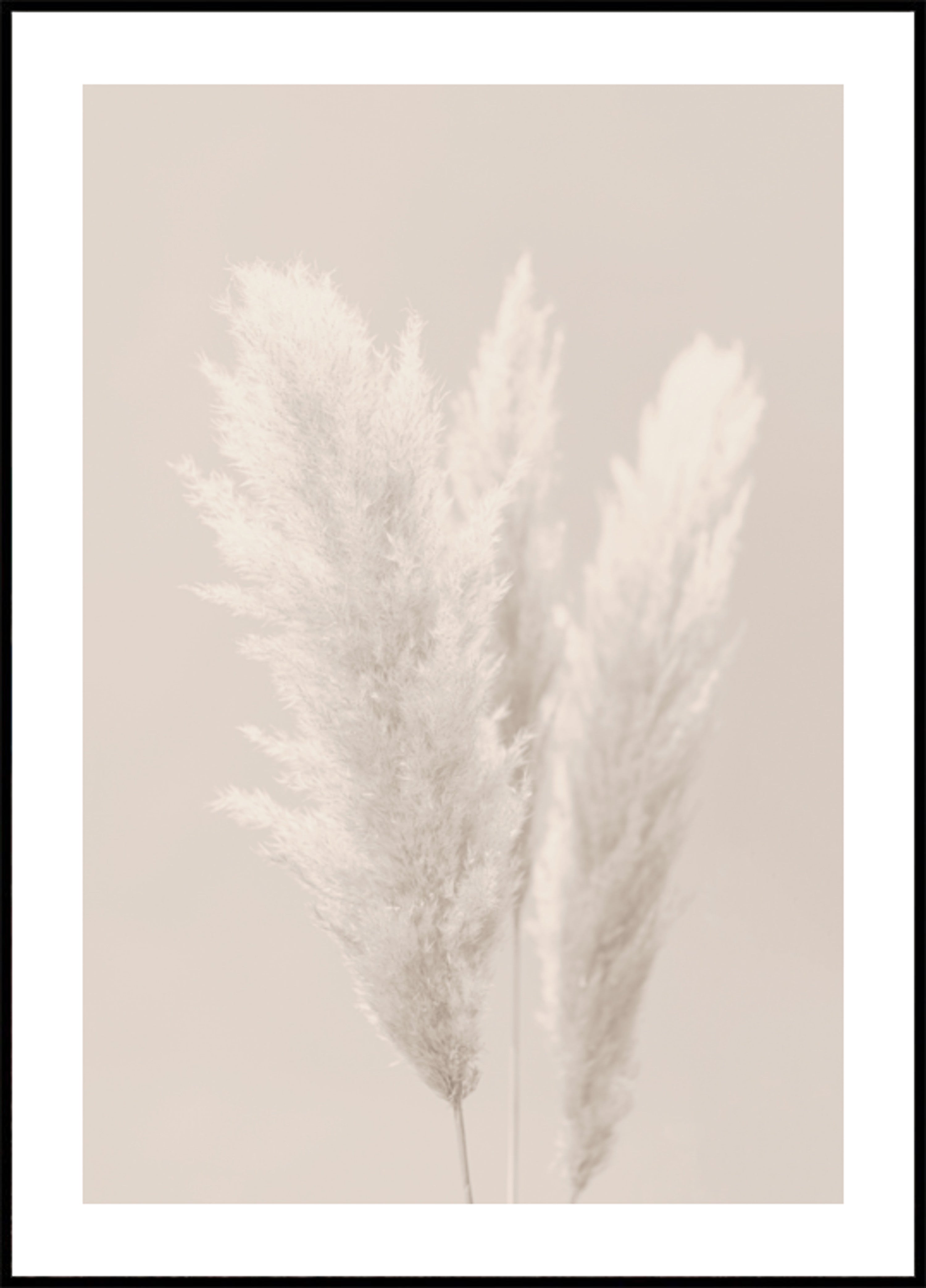 Pehmeät Pampas Plumes