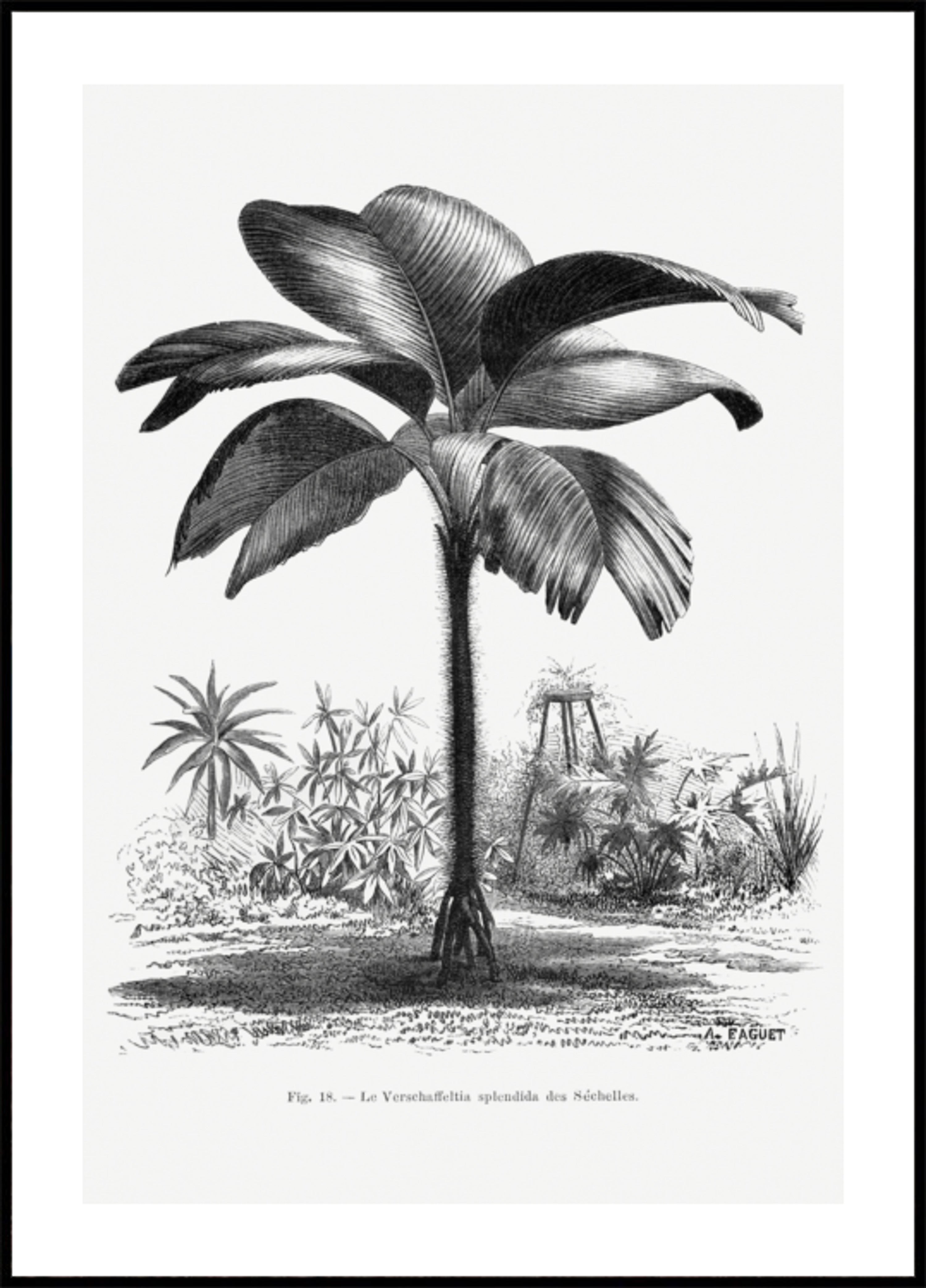 Vintage Palm Tree Piirustus Iii