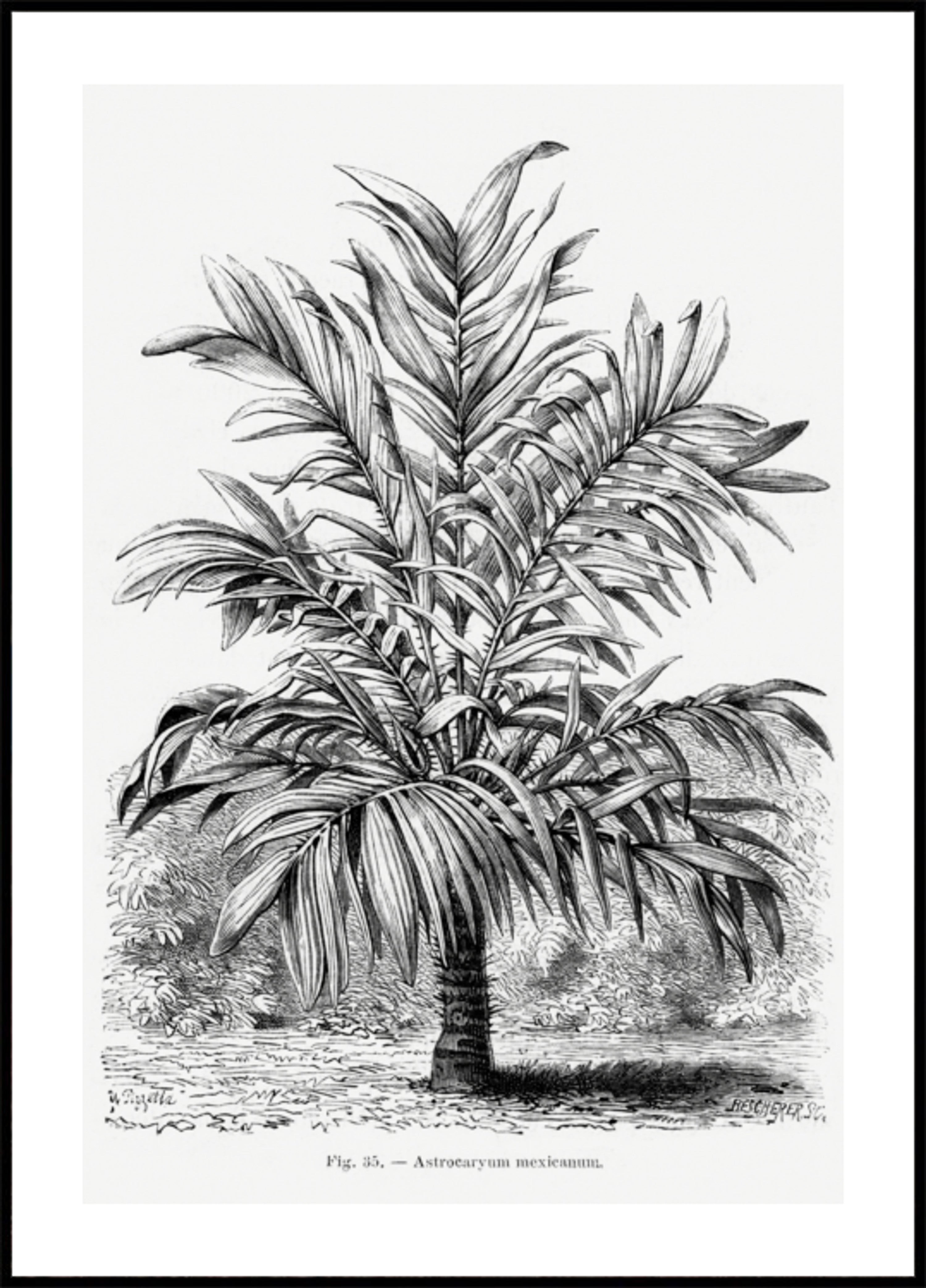 Vintage Palm Tree Piirustus Ix