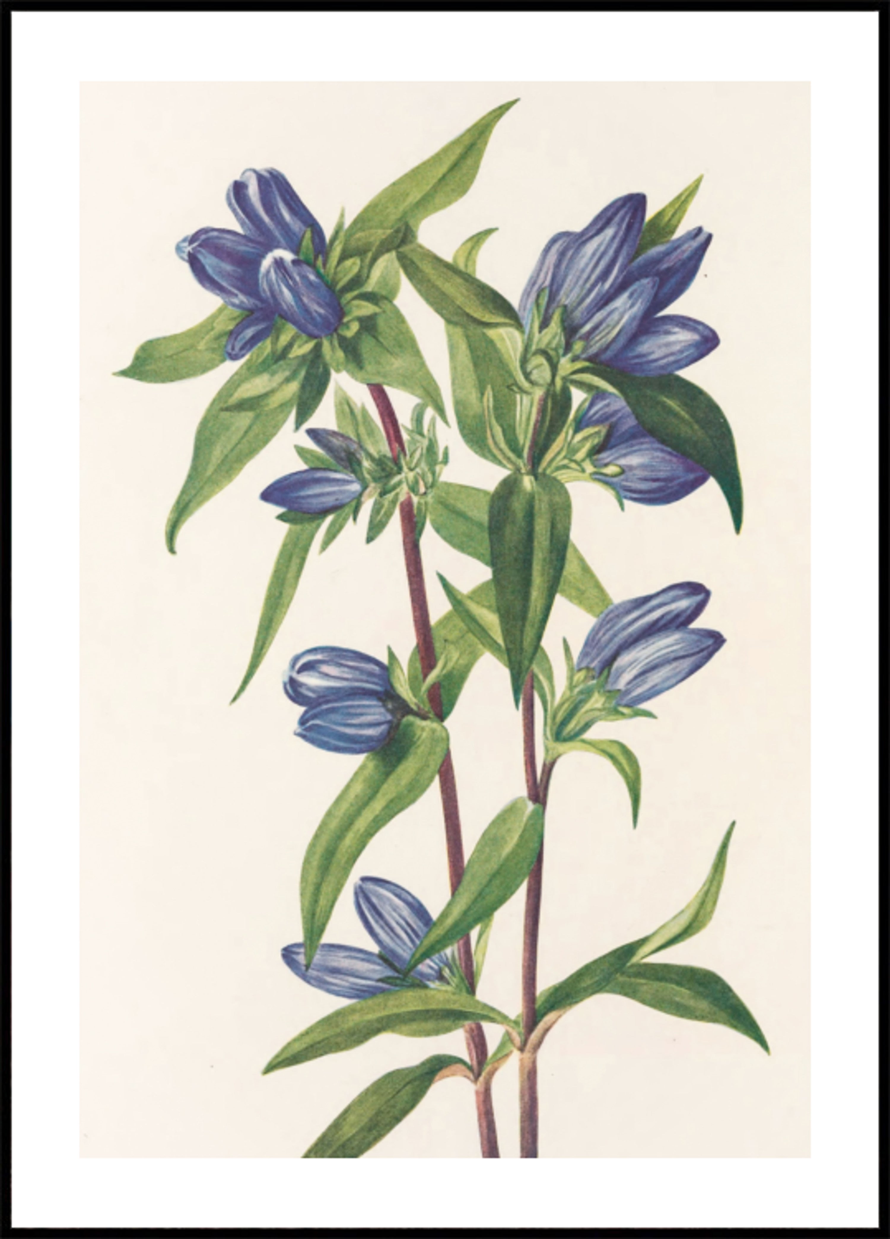 Pullo Gentian North American Wildflowersista (1925), kirjoittanut Mary Vaux Walcott