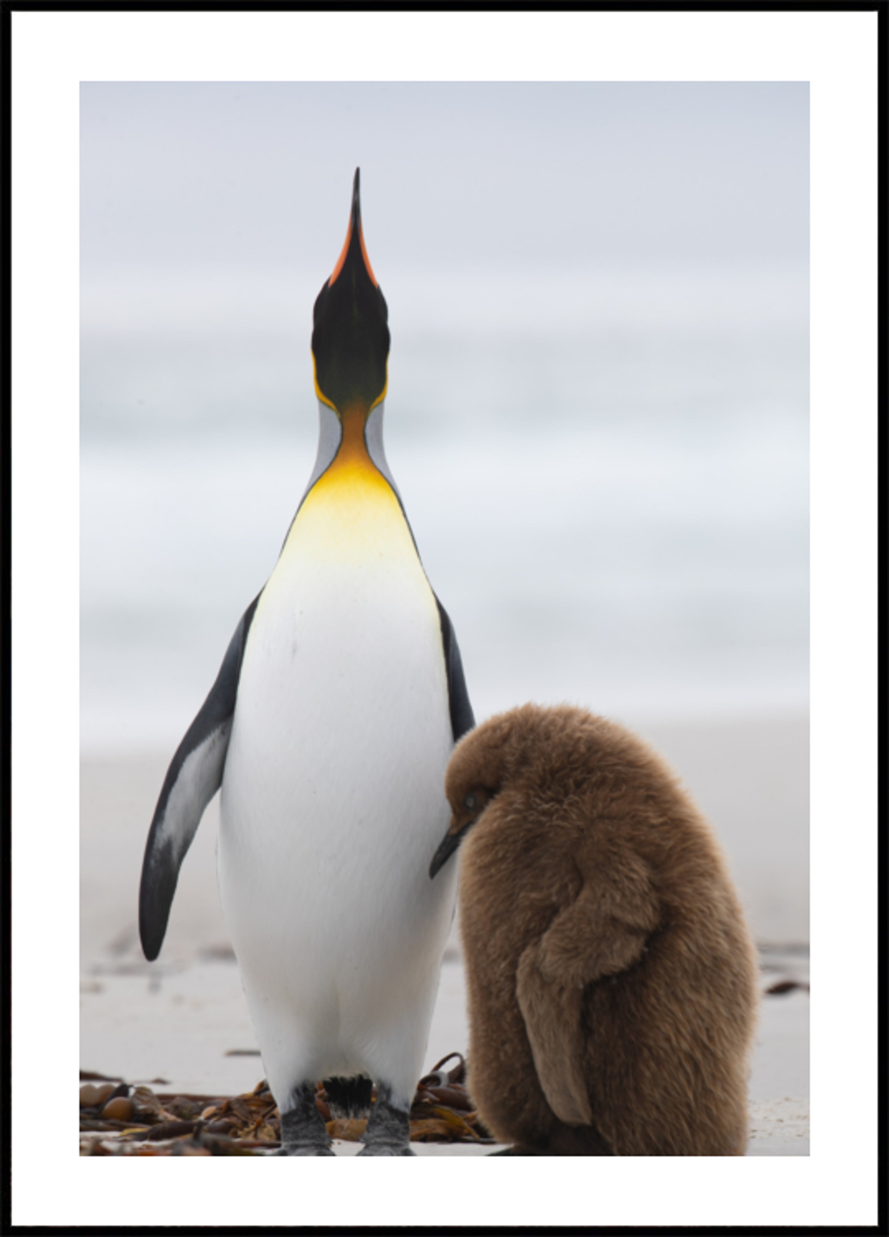 Pingviiniperhe rannalla