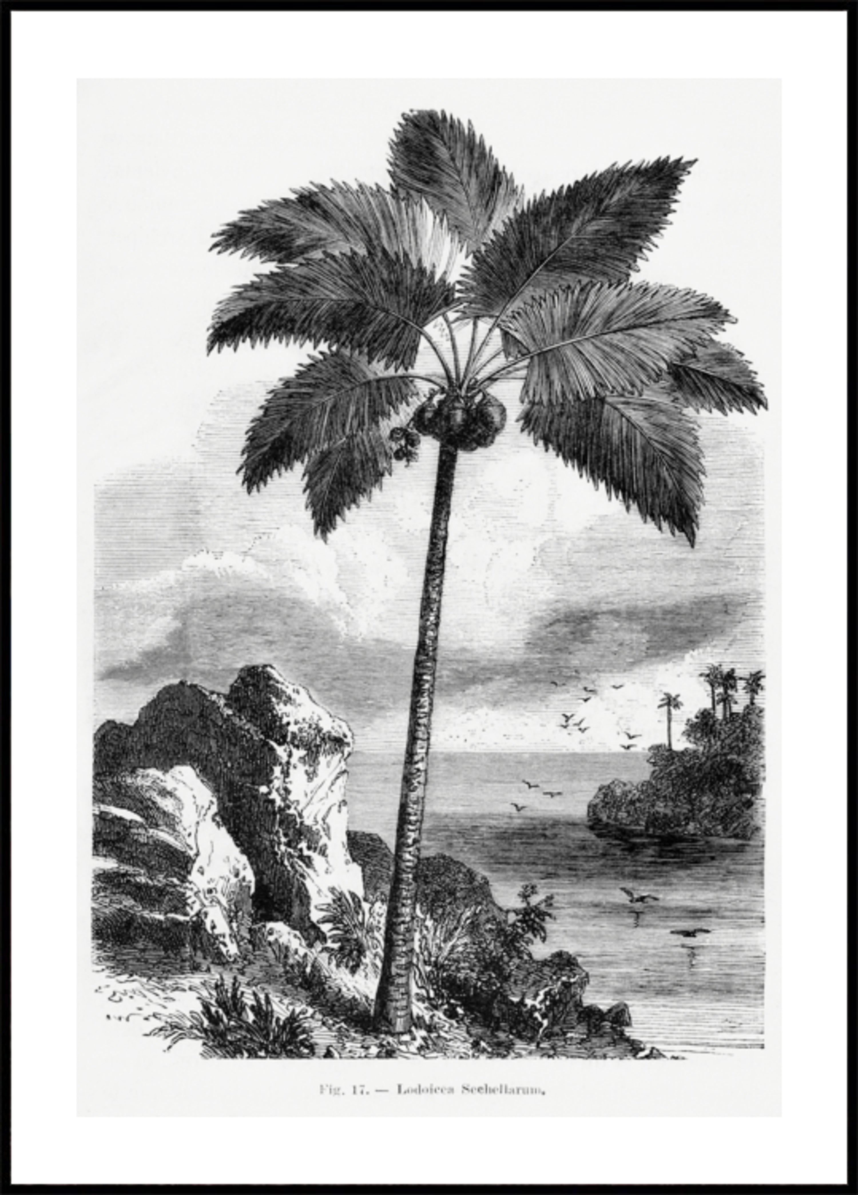 Vintage palmupiirustus I