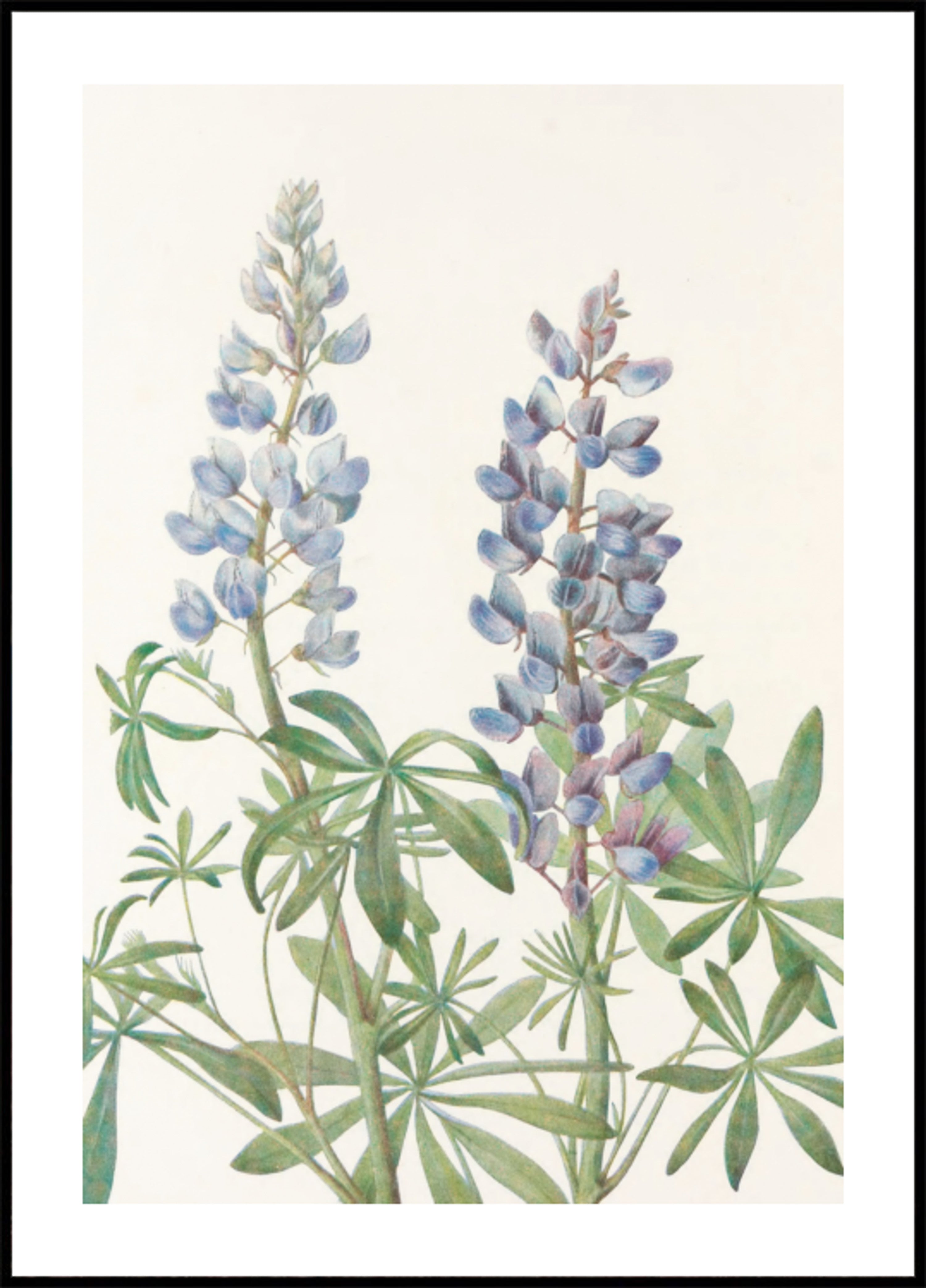 Aurinkokello Lupiini North American Wildflowersista (1925), kirjoittanut Mary Vaux Walcott