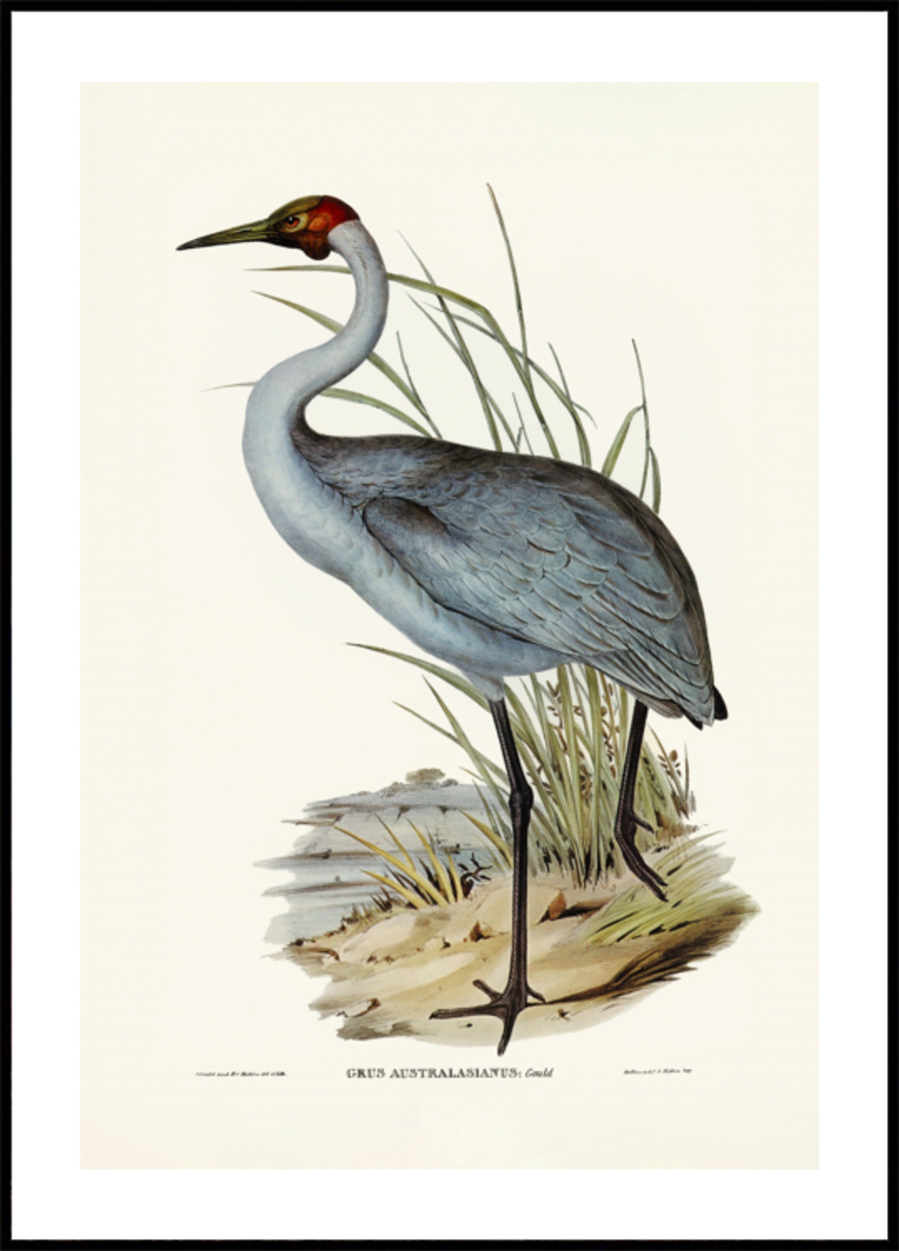Australian nosturi