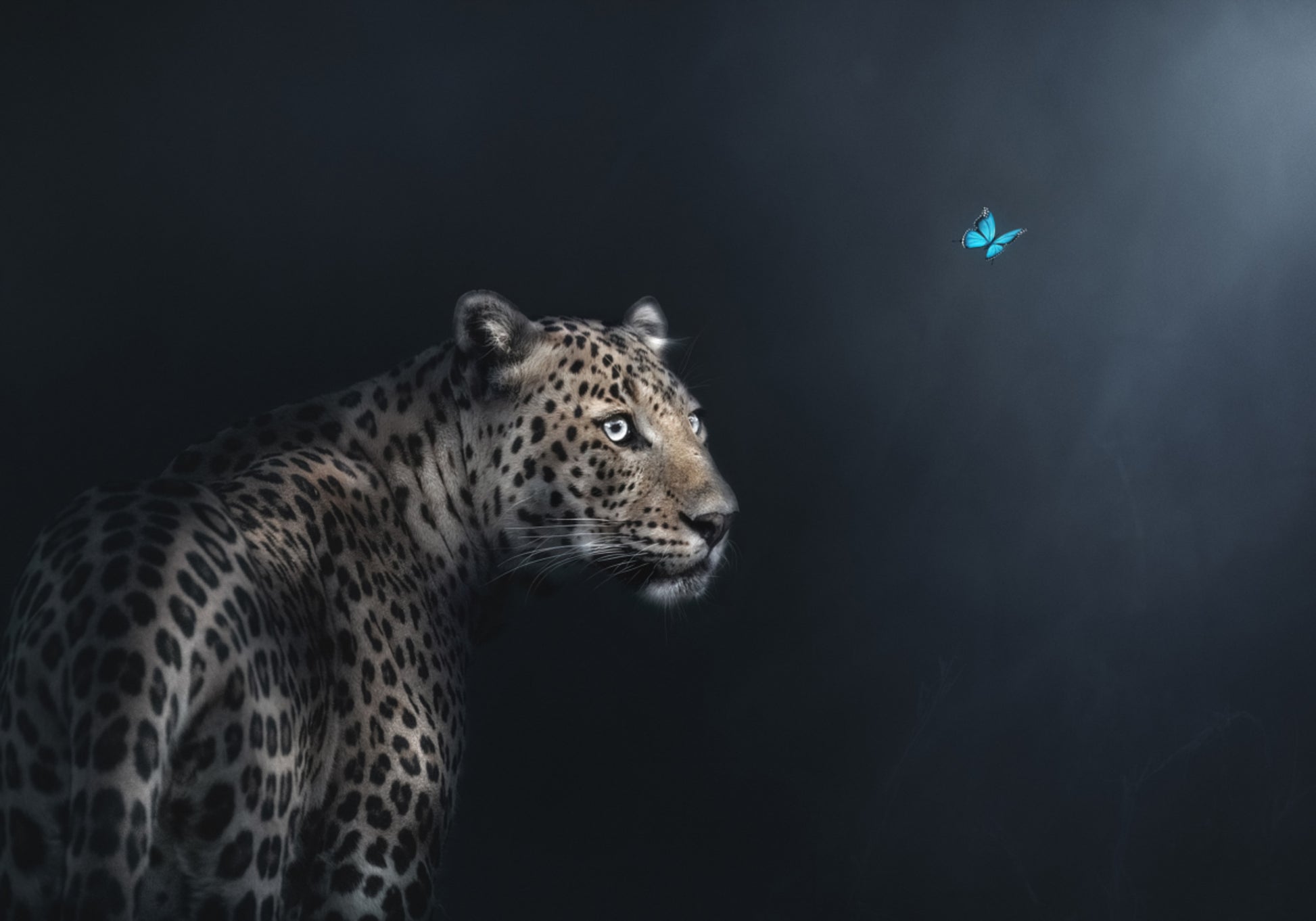 Leopard Butterfly sideharso