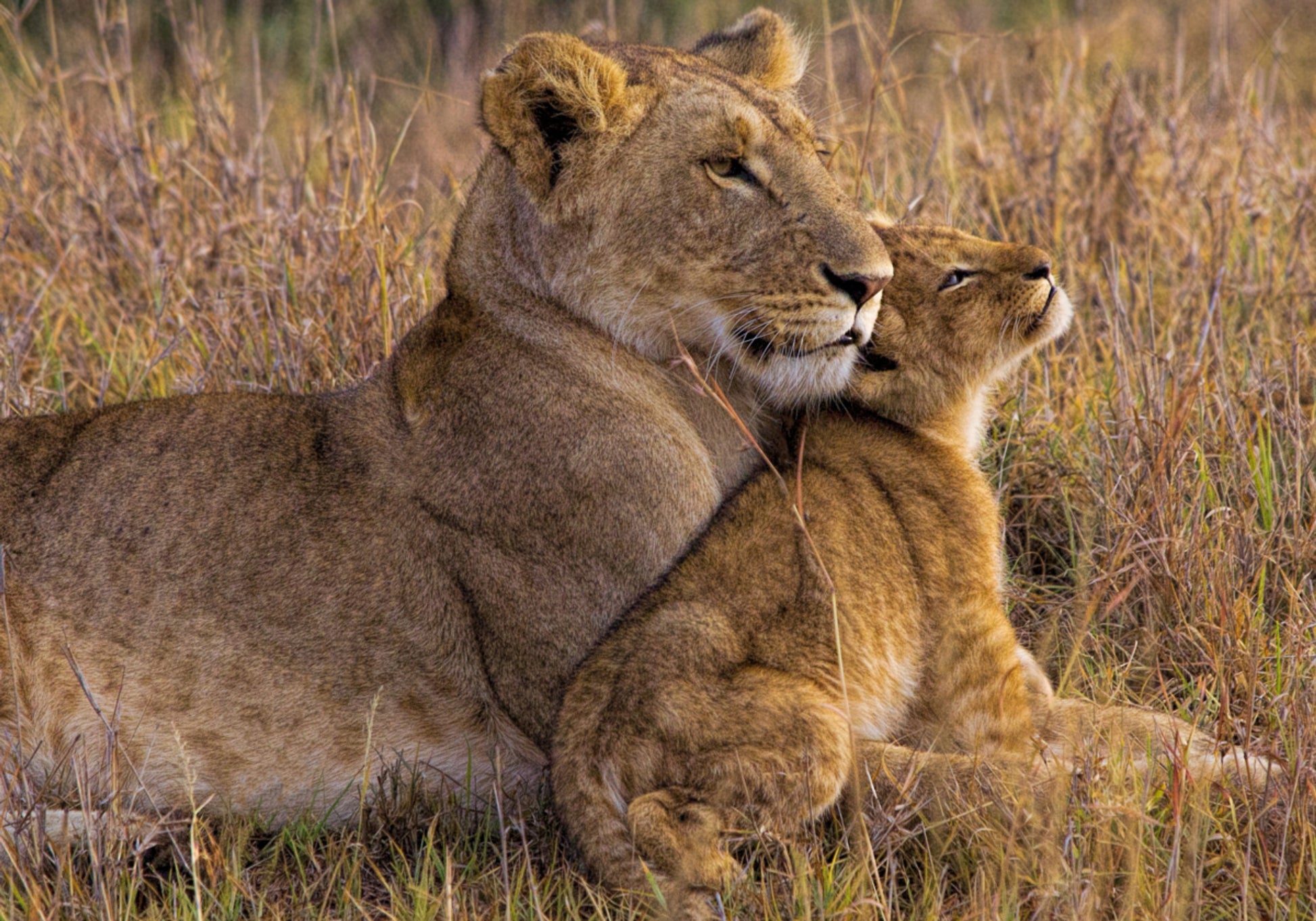 Hellä Lioness Cub