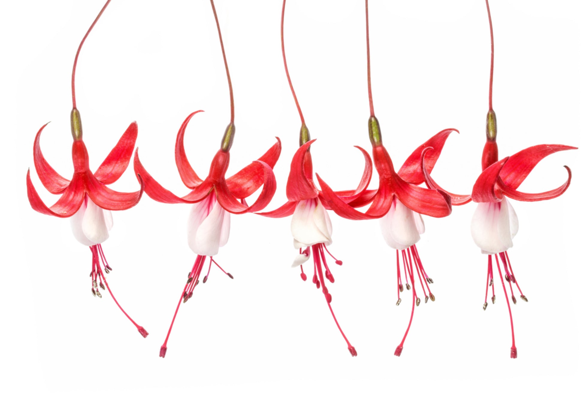 fuksia