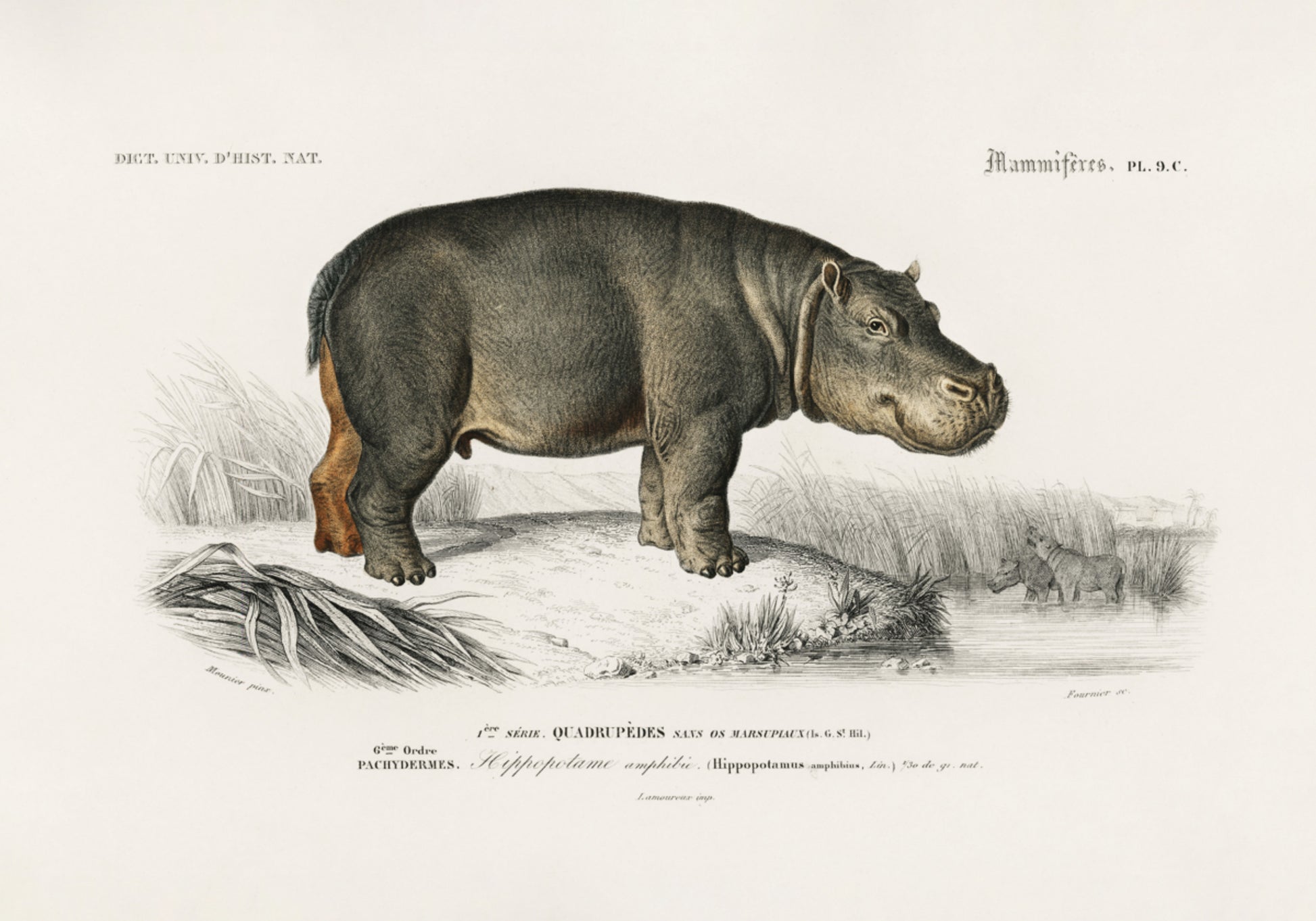 Virtahepo