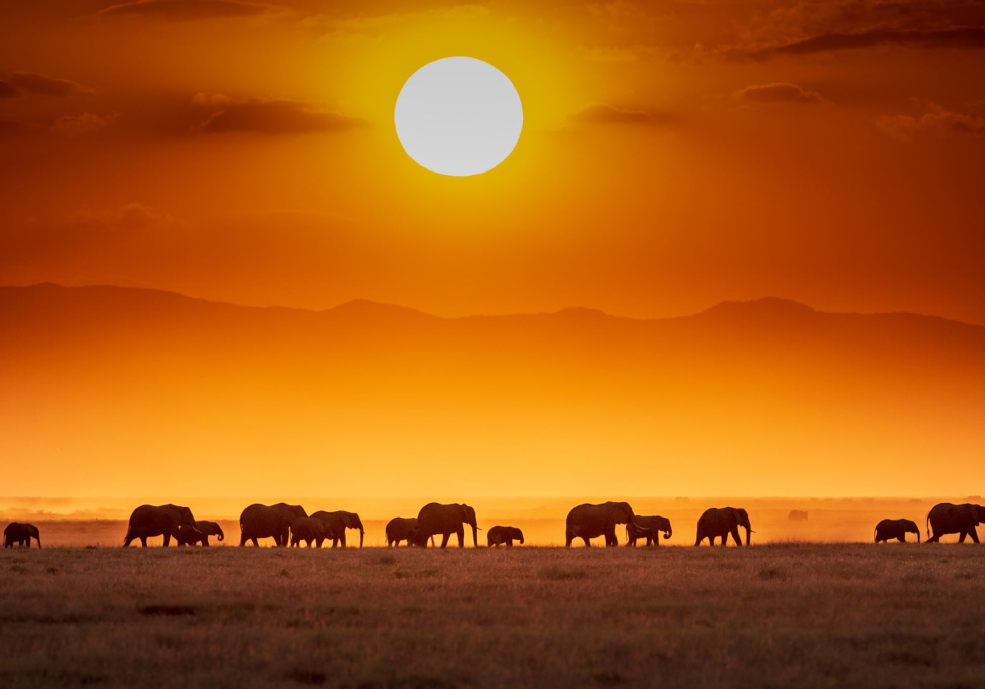 Afrikan auringonlaskun norsut