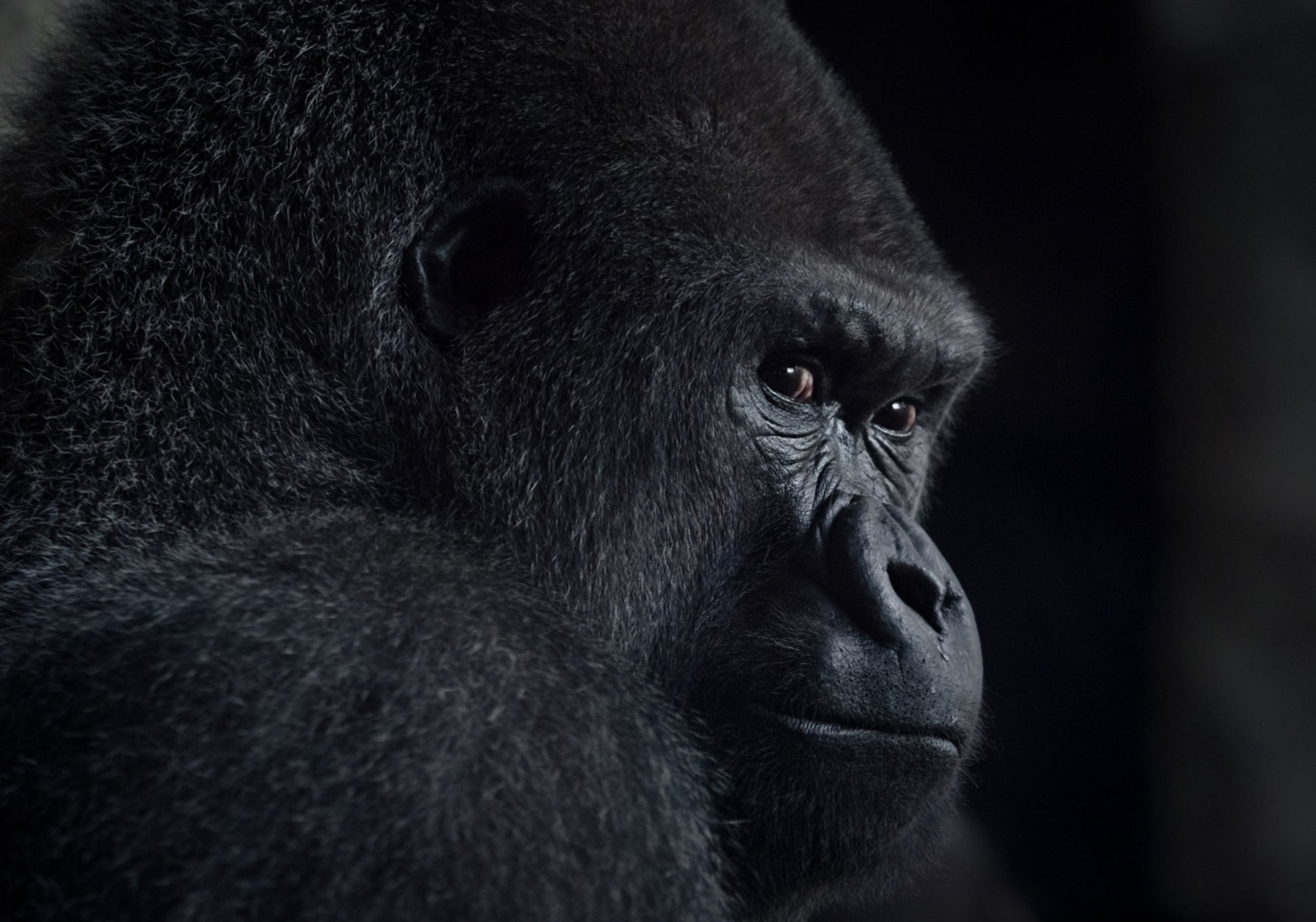 Mietteliäs Gorilla-profiili