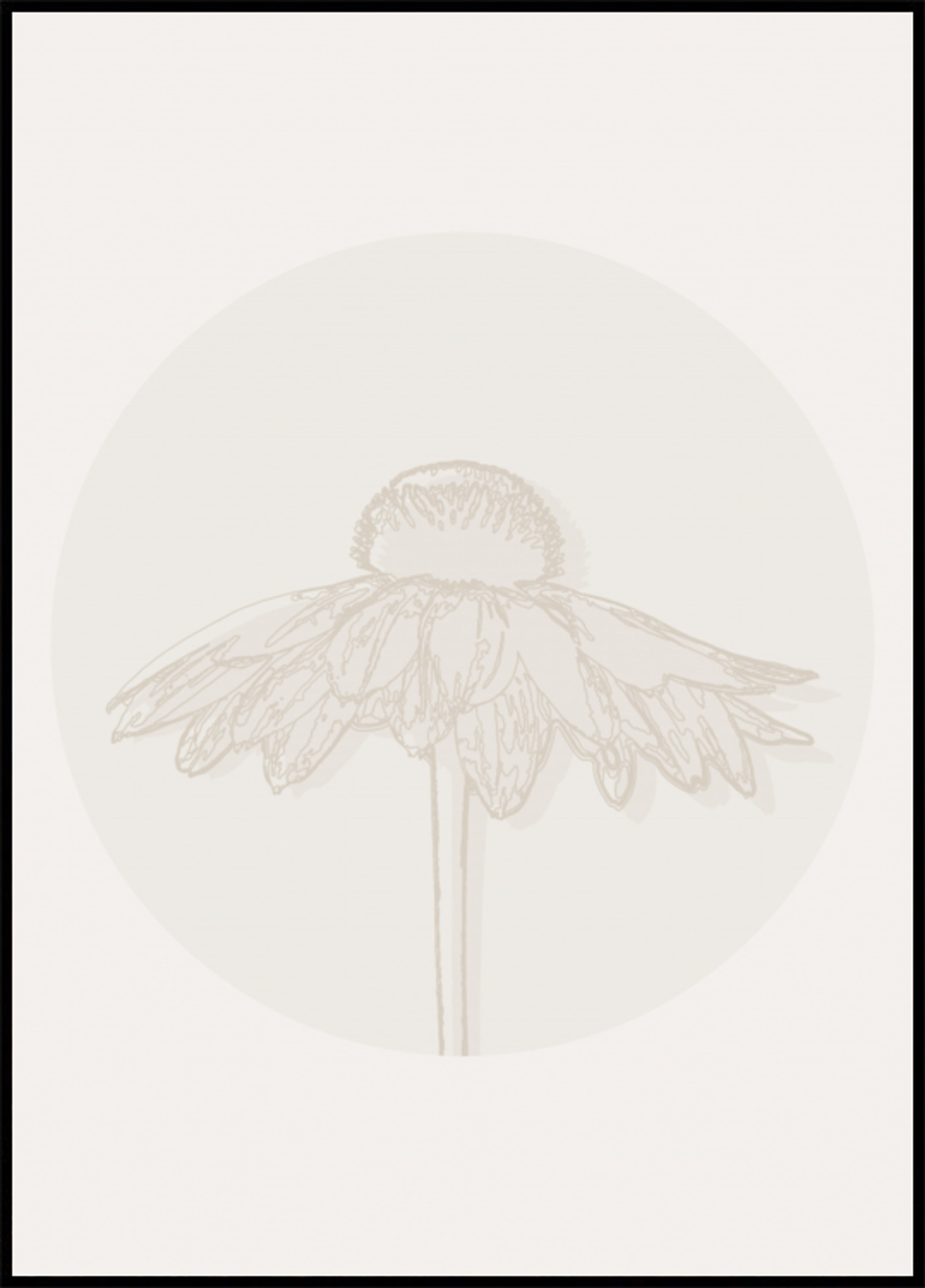 Minimalistinen Coneflower Bloom