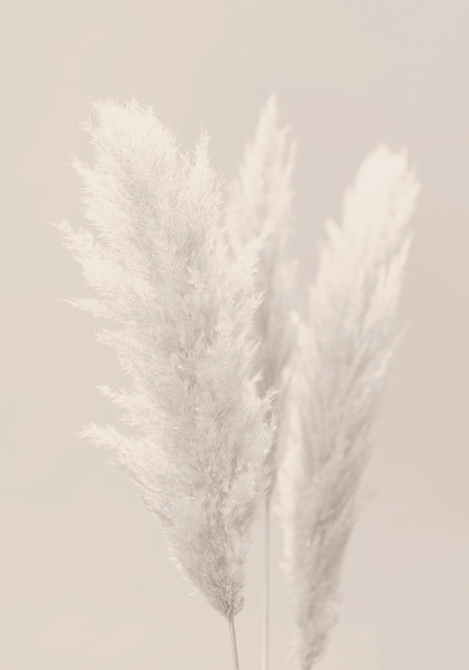Pehmeät Pampas Plumes