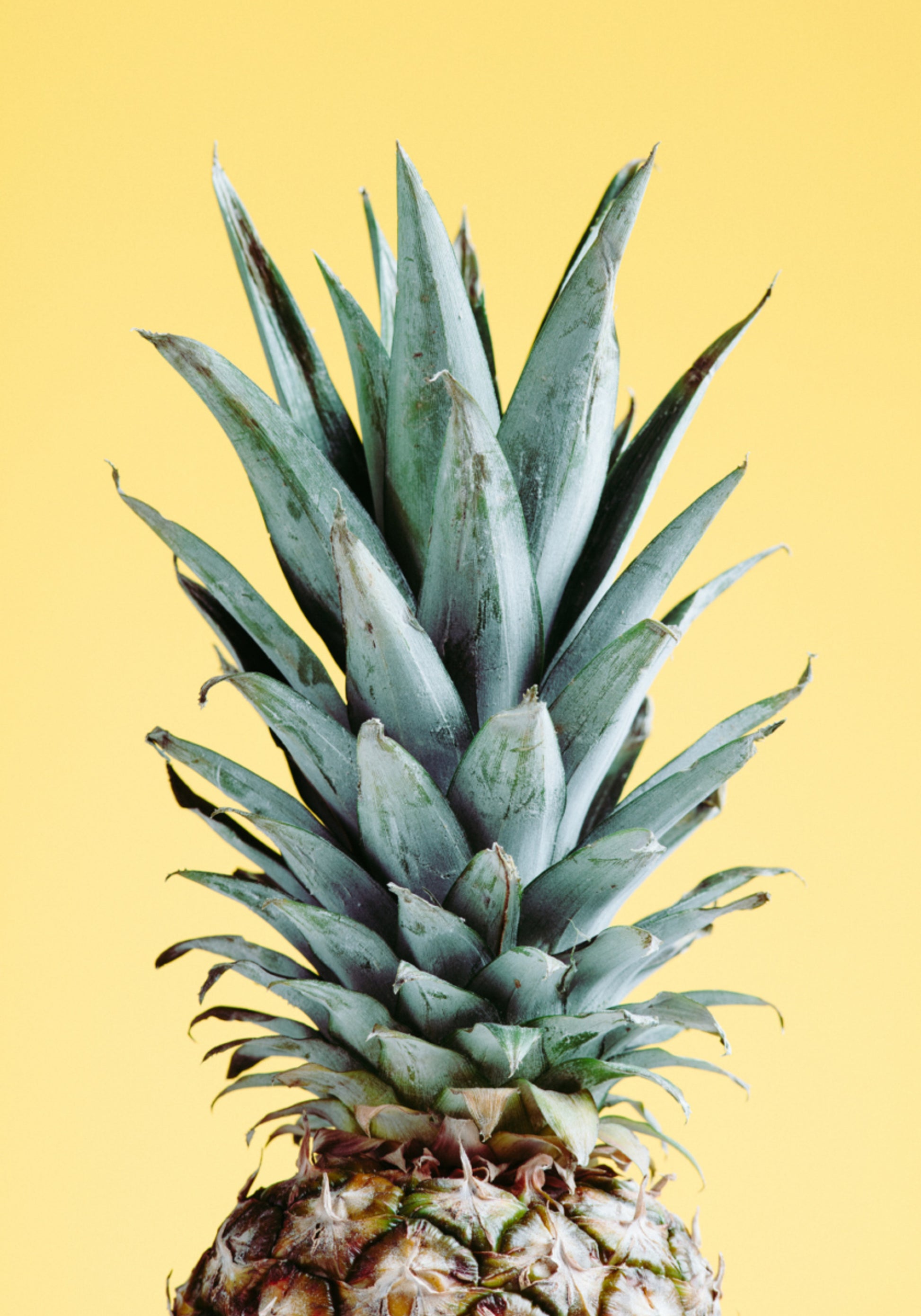 Trooppinen ananas keltainen