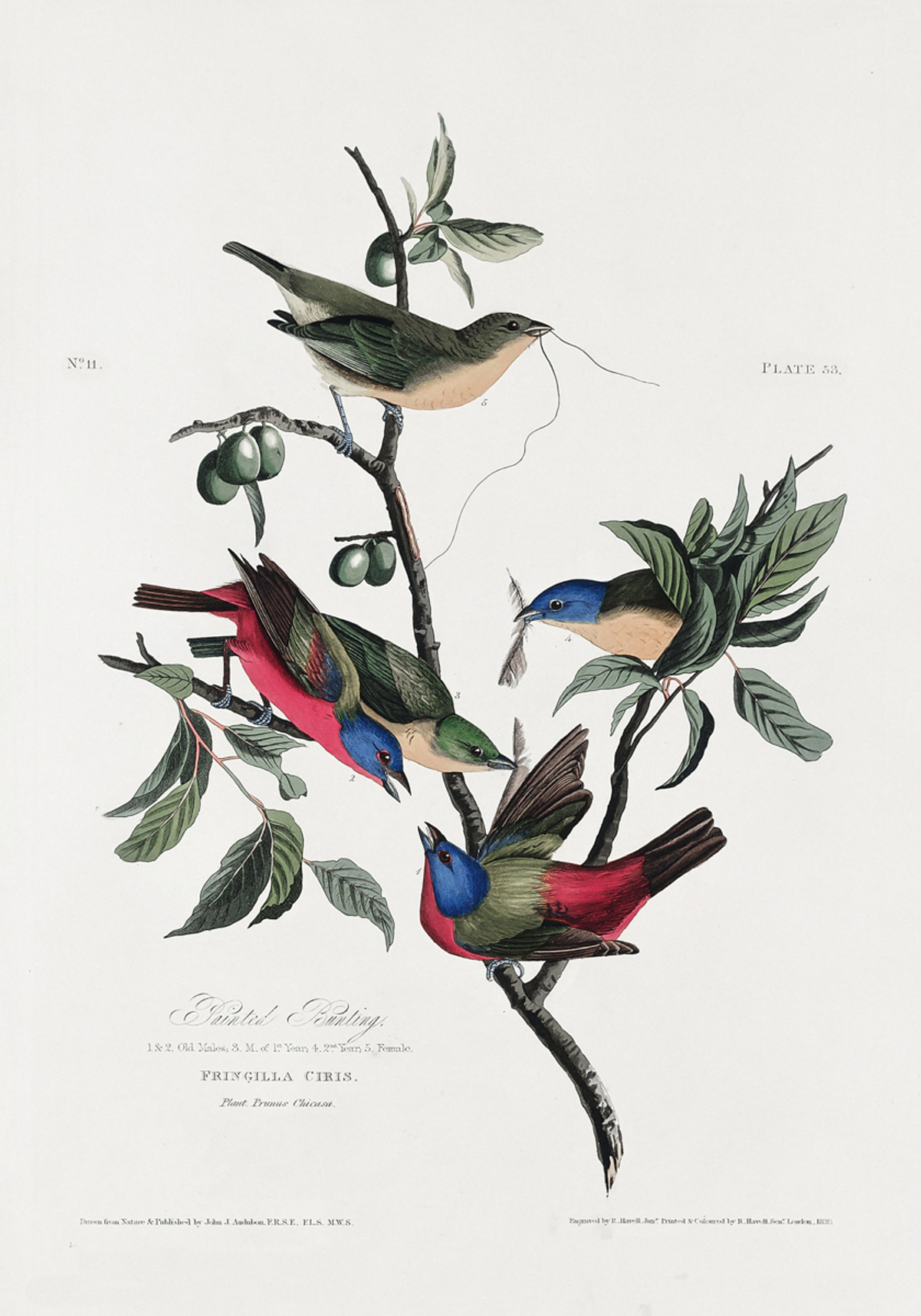 Painted Finch from Birds of America (1827)