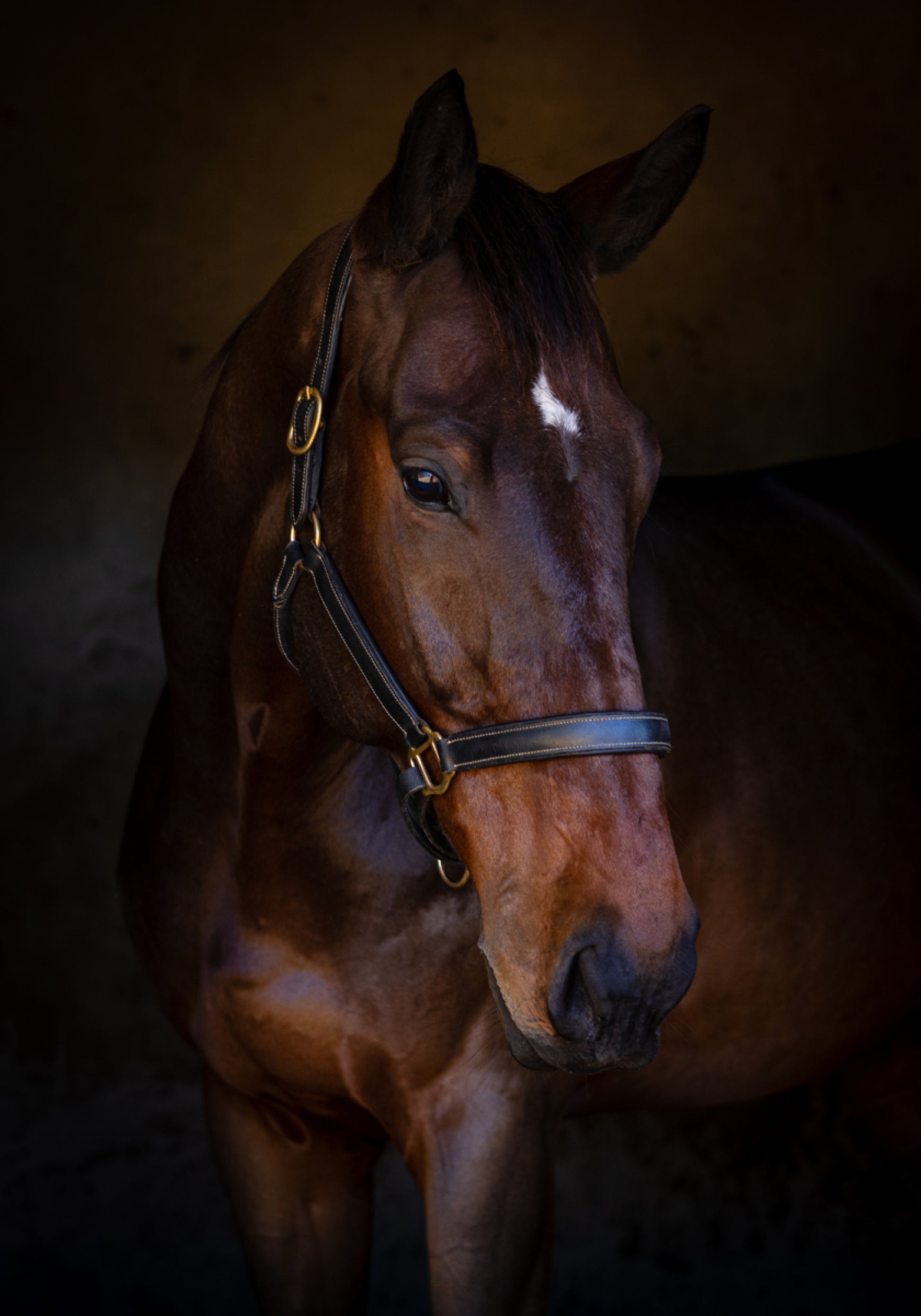 Majestic hevosen muotokuva