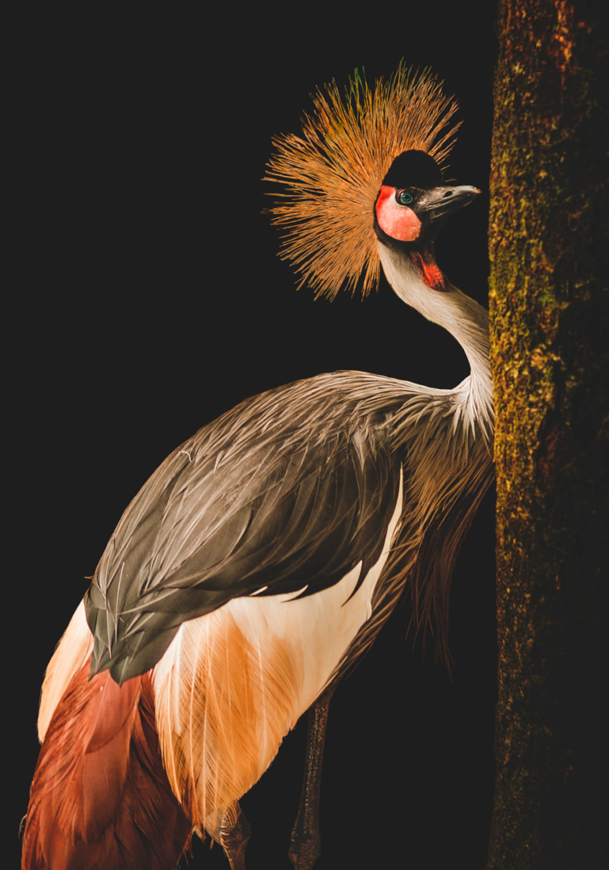 Regal Crown Crane