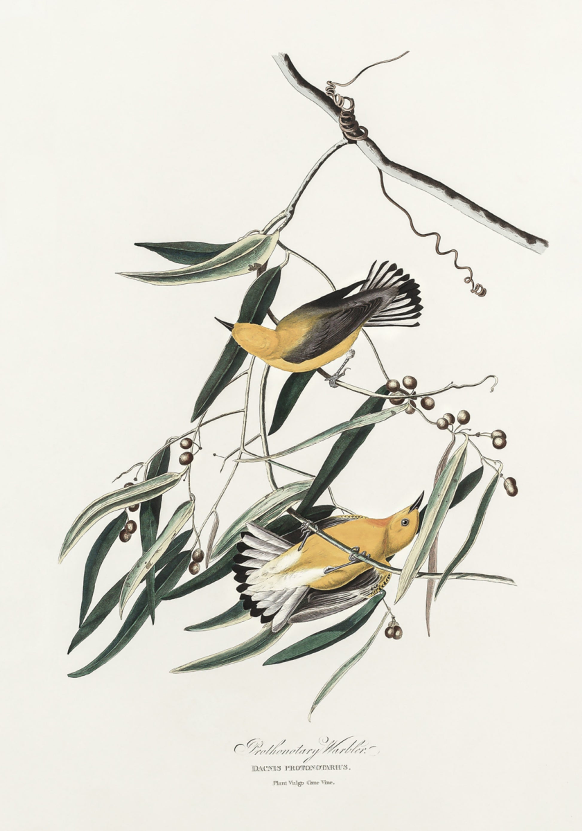 Protonotary Warbler from Birds of America (1827)