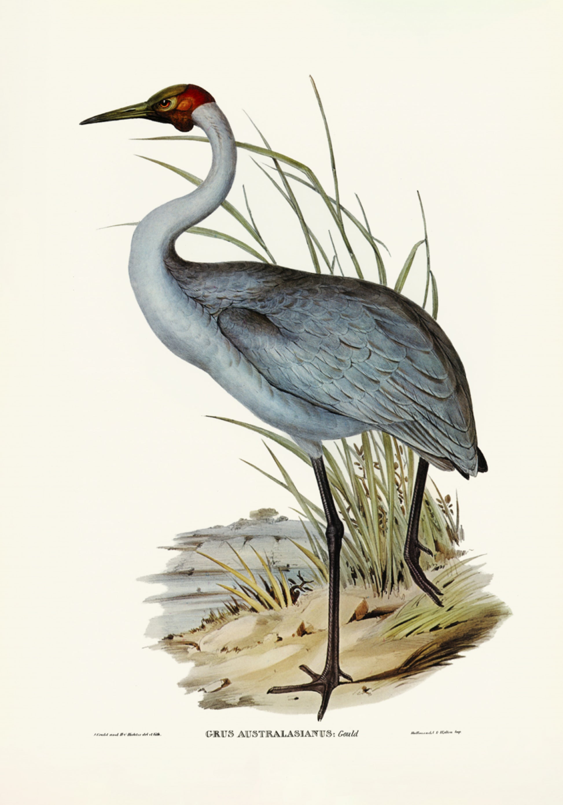 Australian nosturi