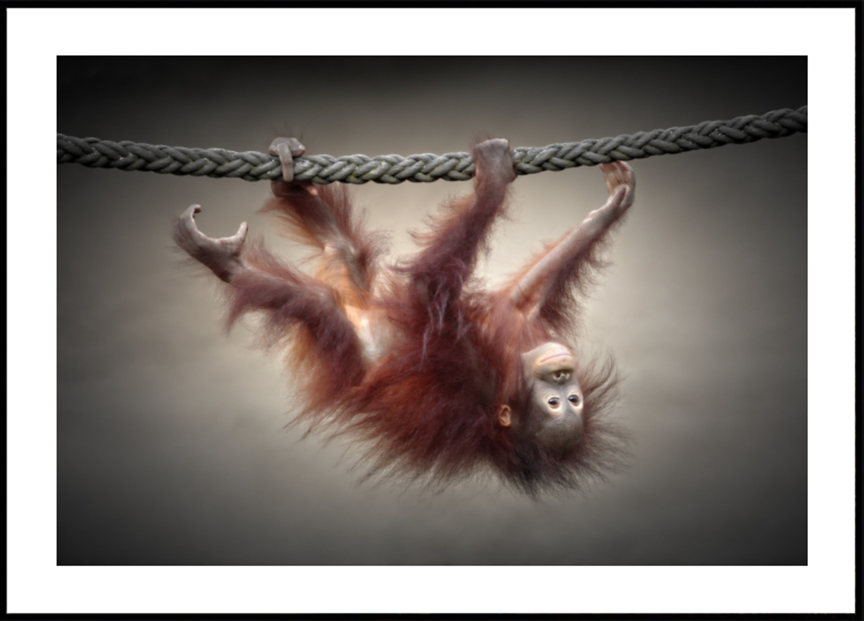 Leikkisä Baby Orangutan